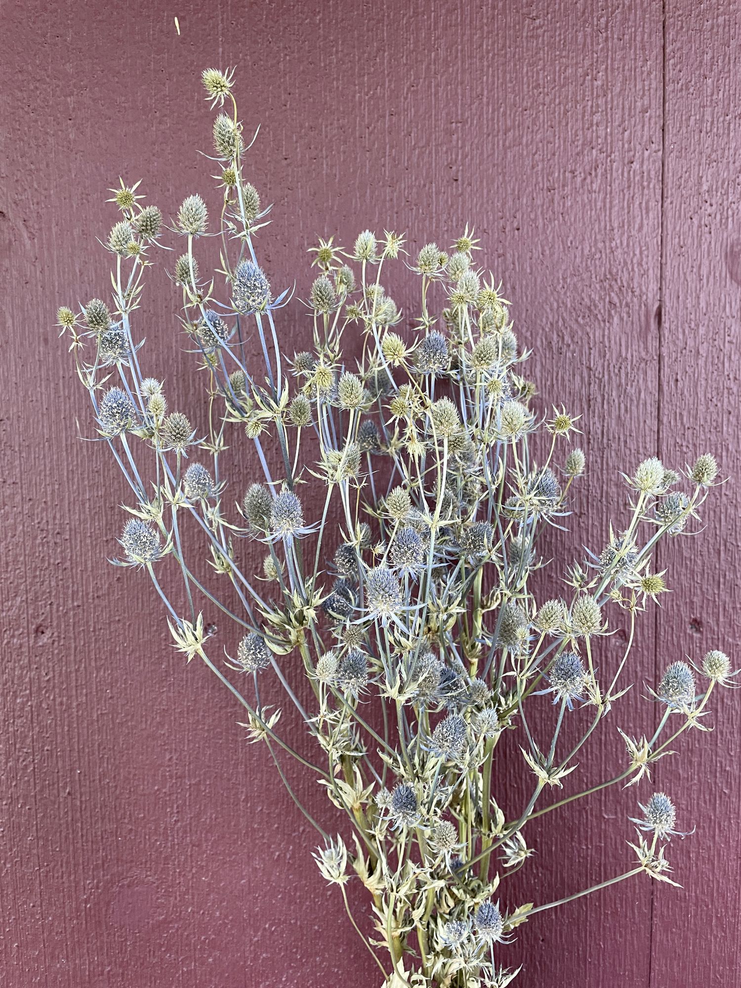ERYNGIUM agavifolium