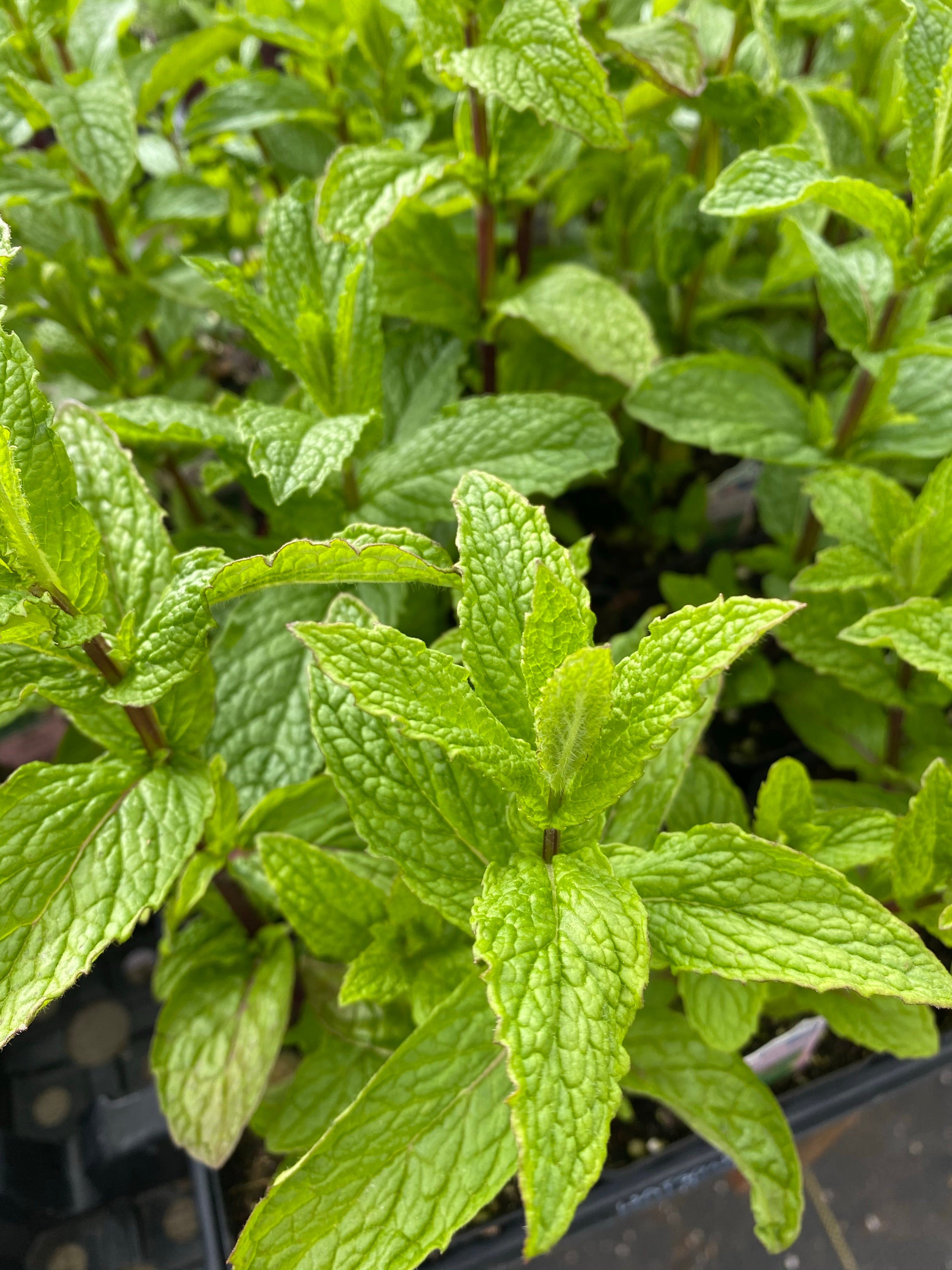 MENTHA spicata Kentucky Colonel