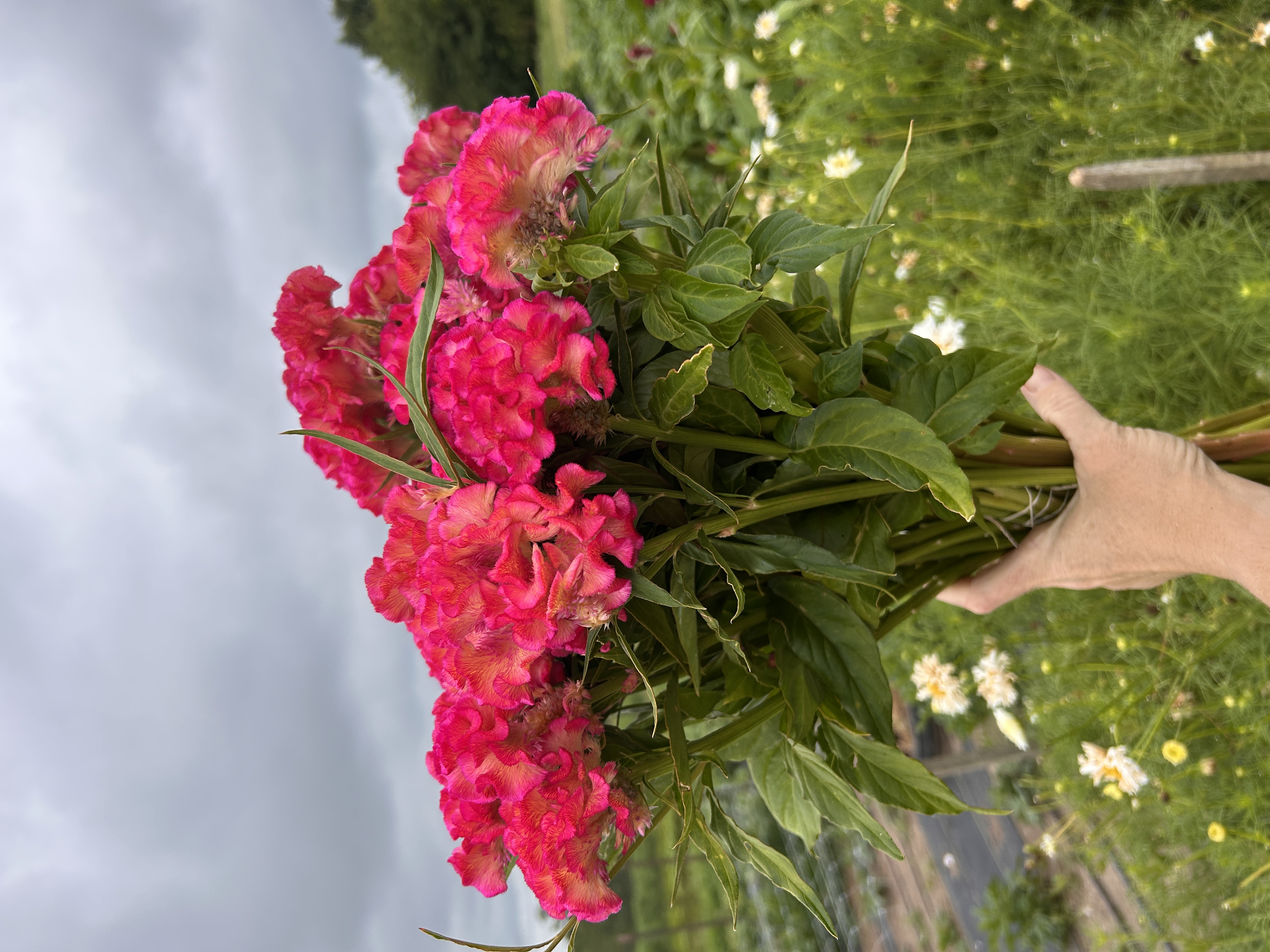 CELOSIA argentea var. cristata Chief Rose