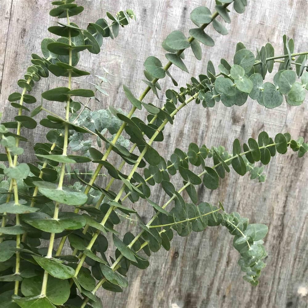 EUCALYPTUS pulverulenta