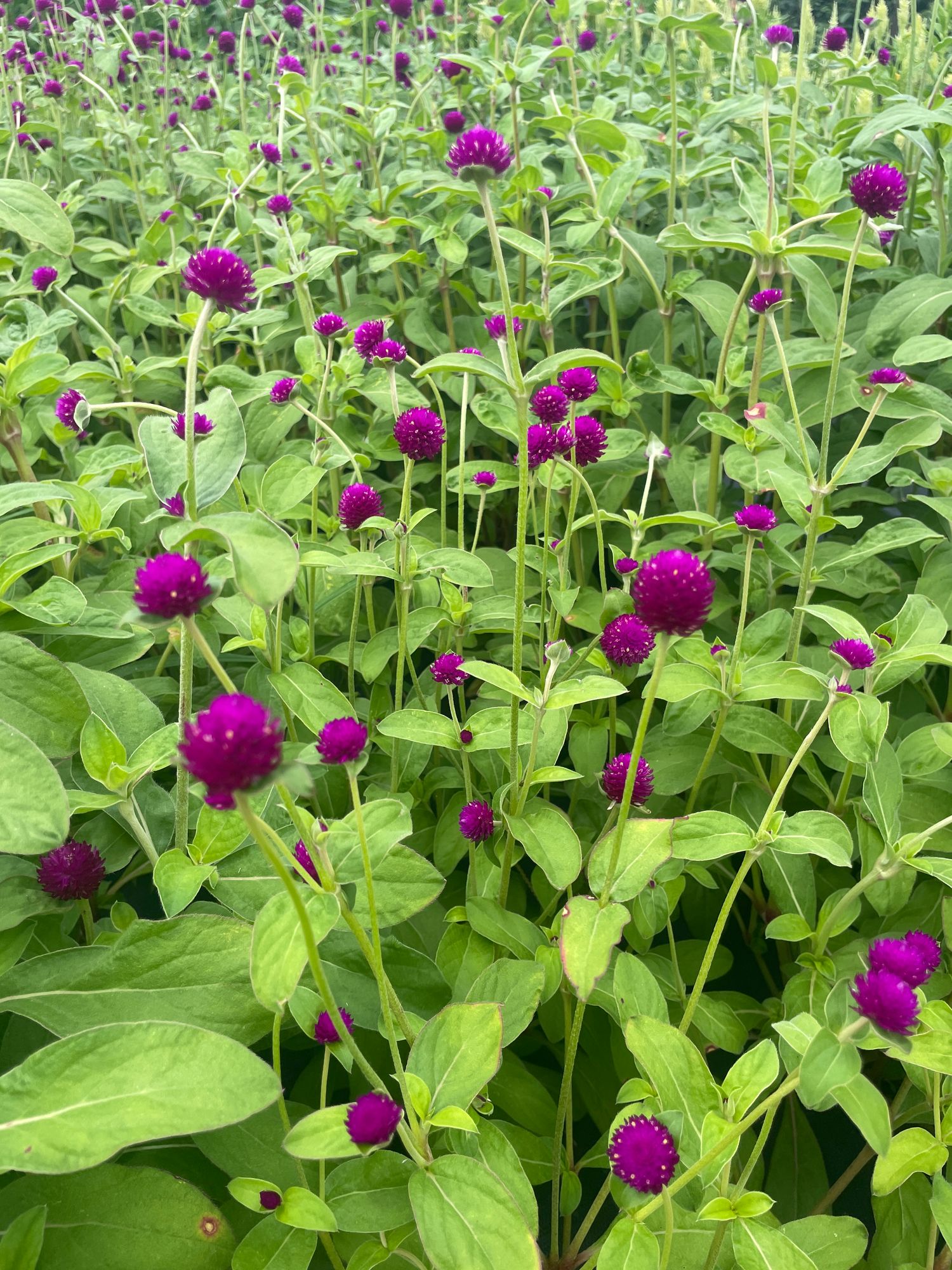 GOMPHRENA globosa Audray