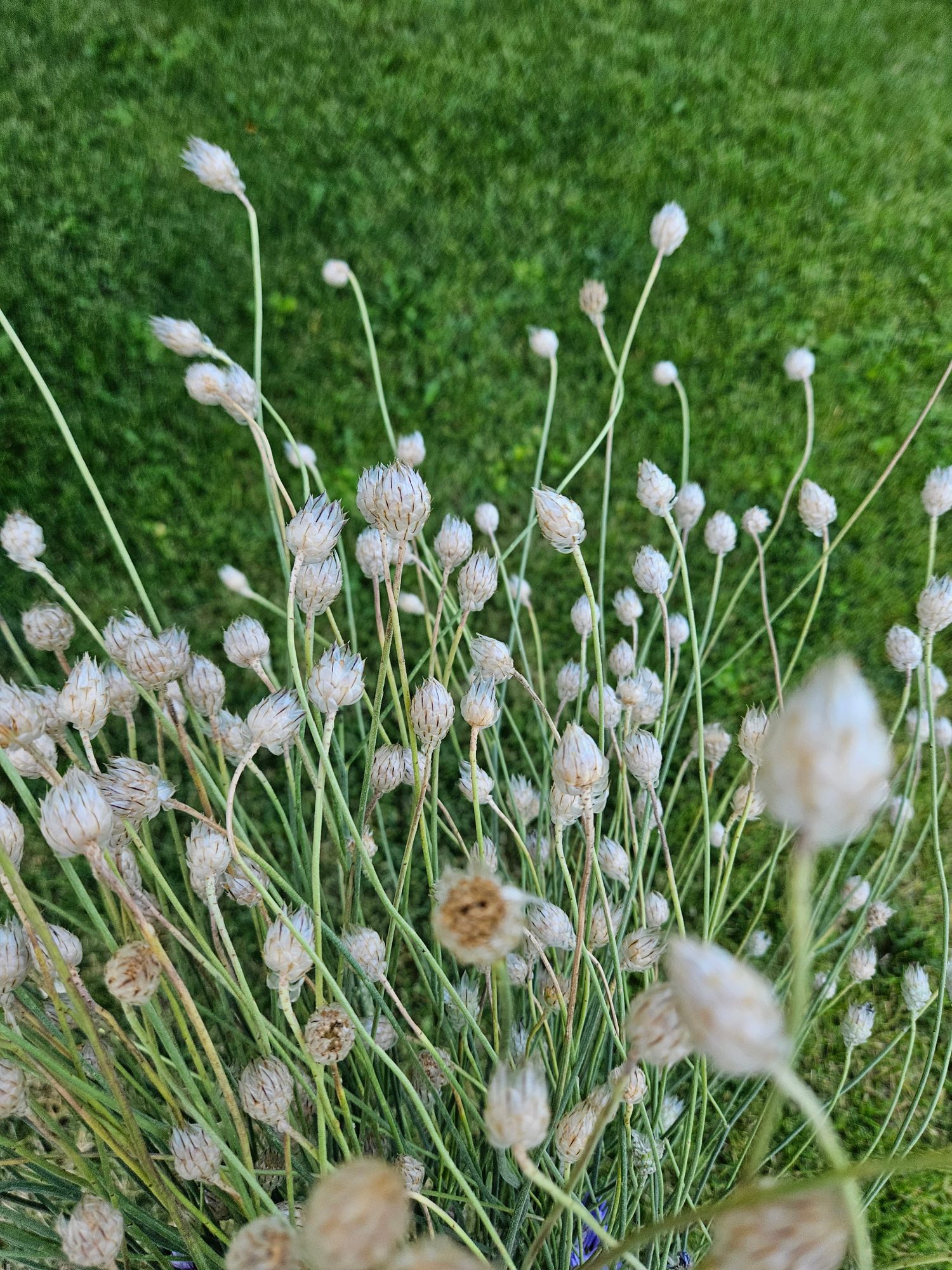 CATANANCHE caerulea