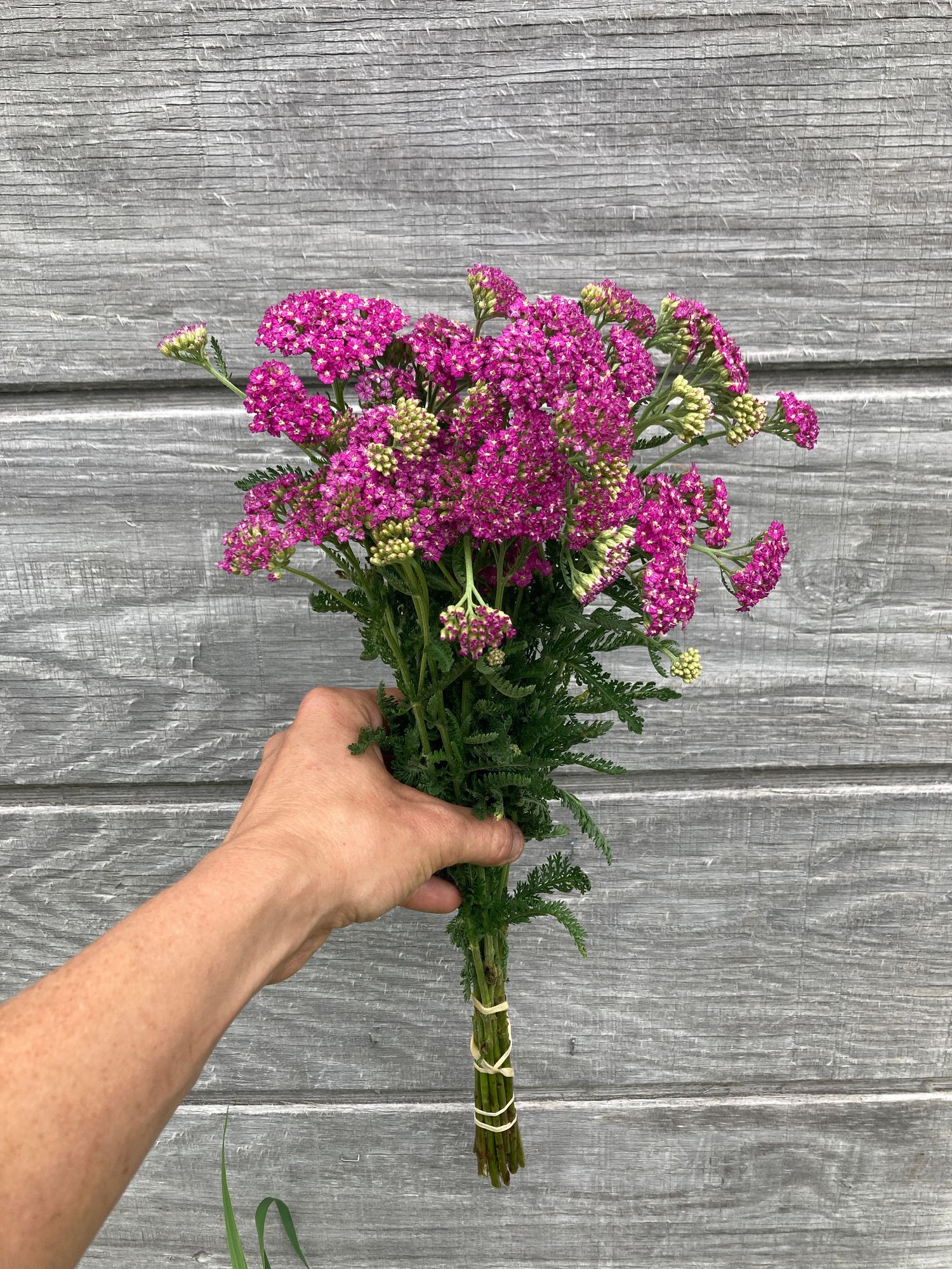 ACHILLEA millefolium Summer Pastels