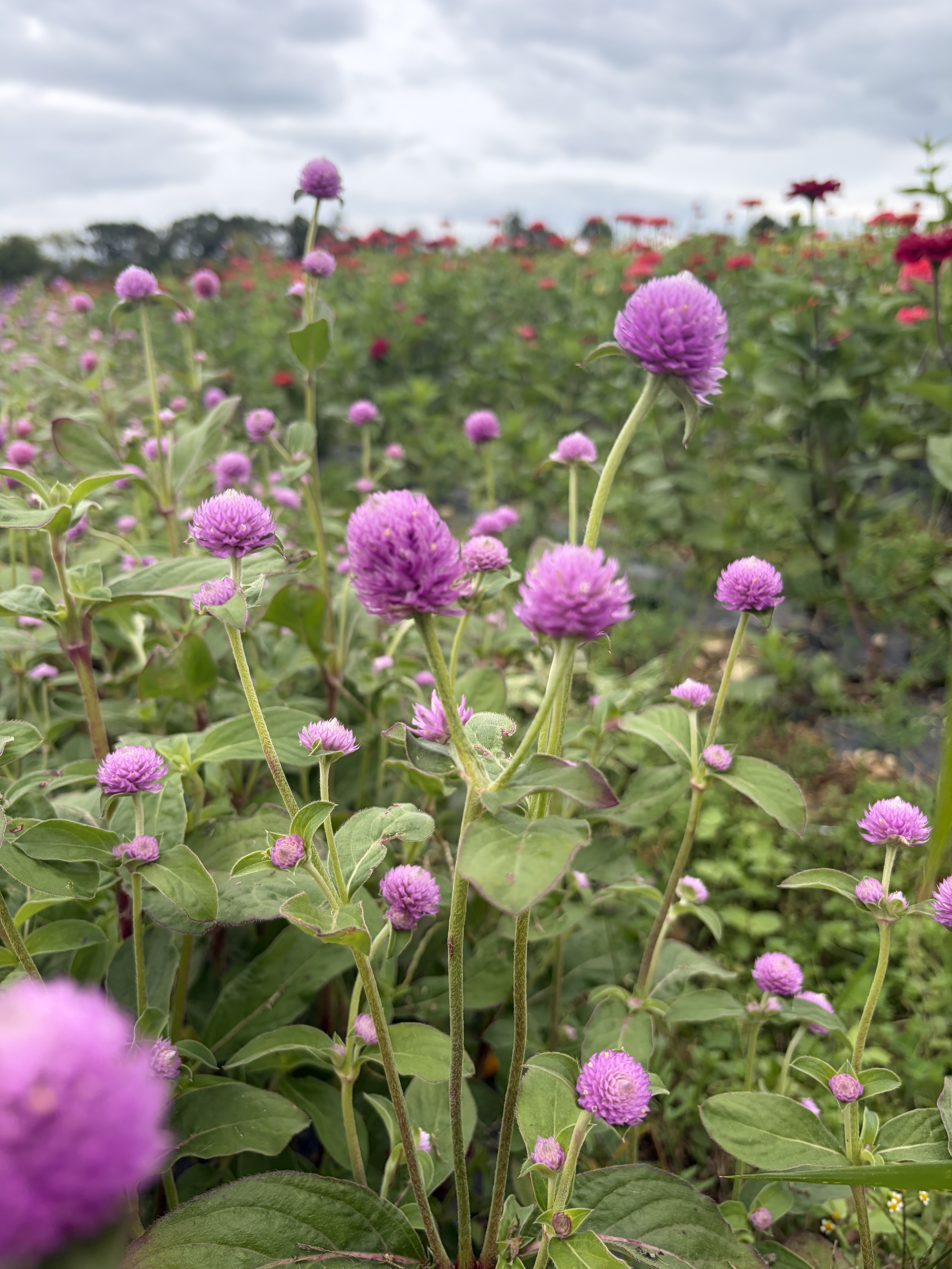 GOMPHRENA globosa QIS Lilac