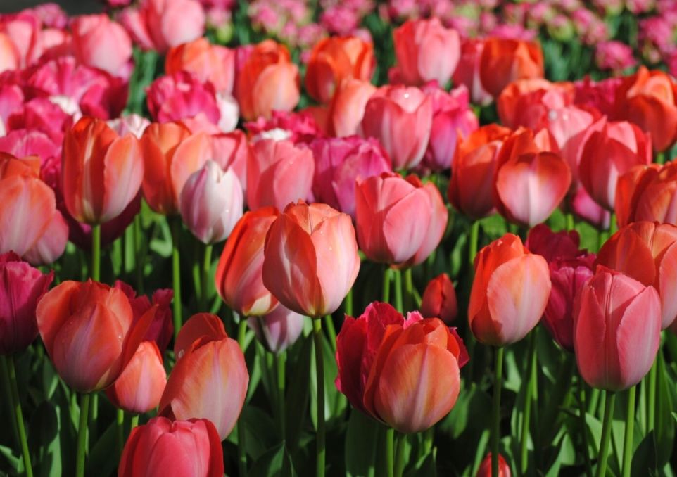 TULIPA Van Eijk