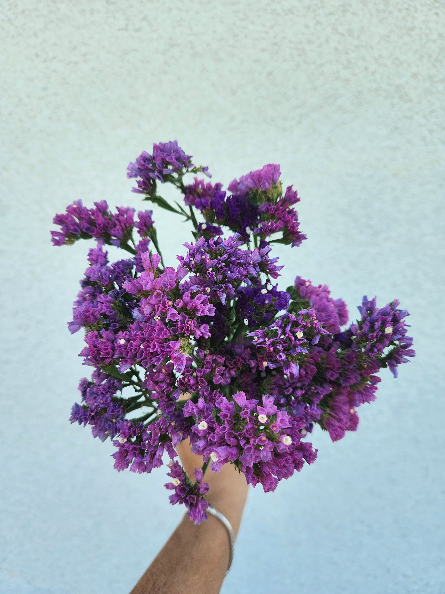 LIMONIUM sinuatum Seeker