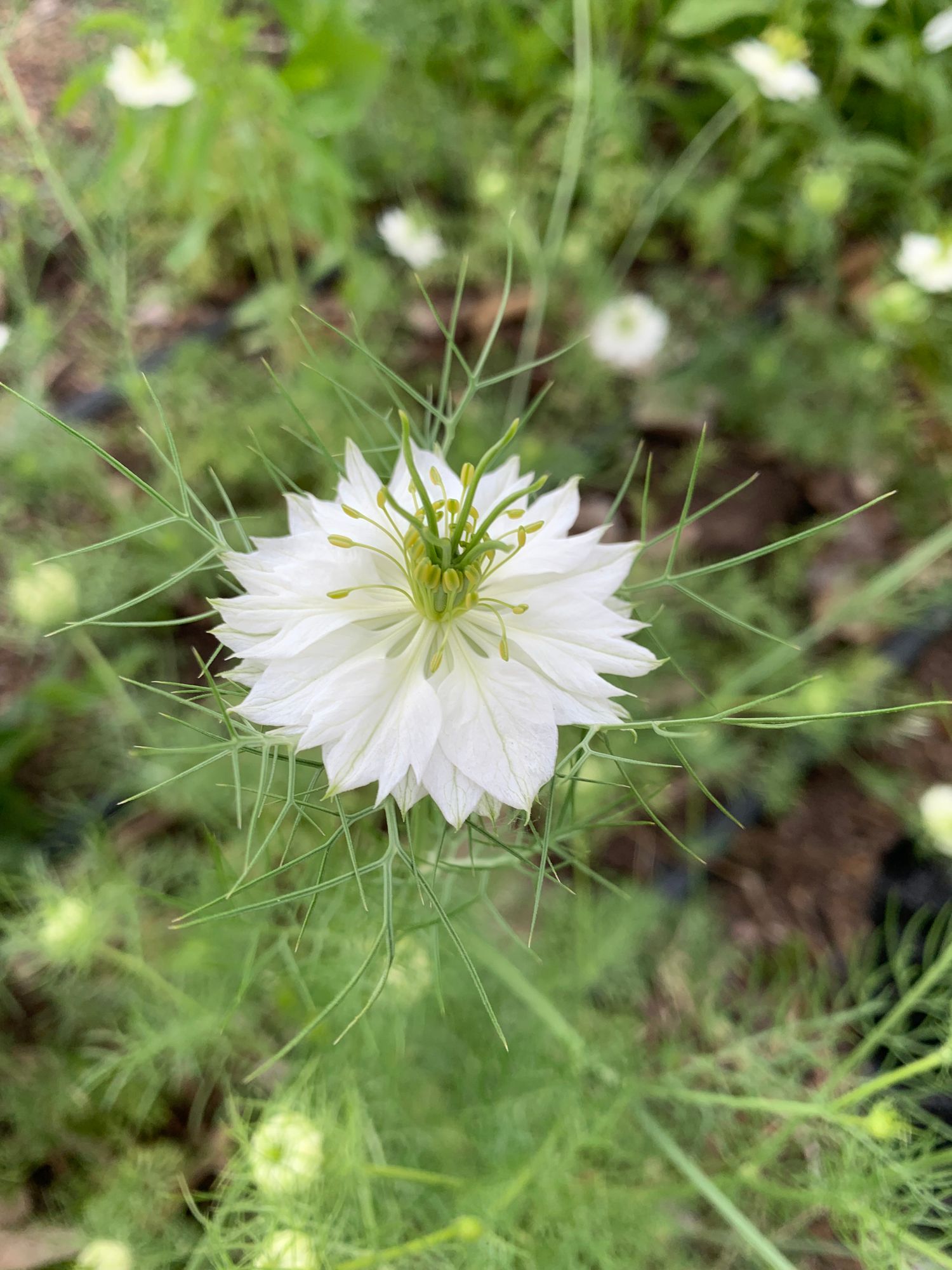 NIGELLA