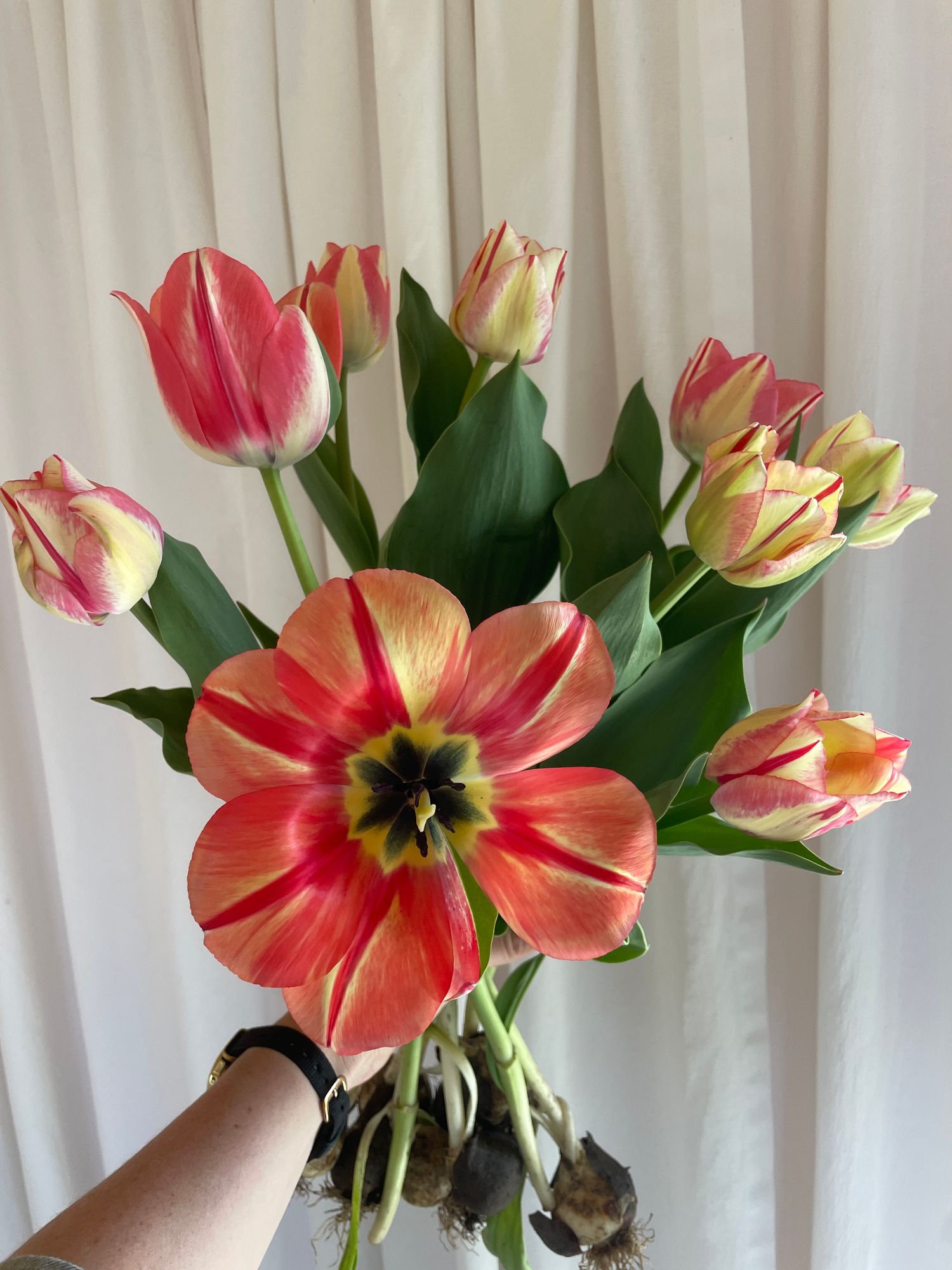 TULIPA Spryng Break
