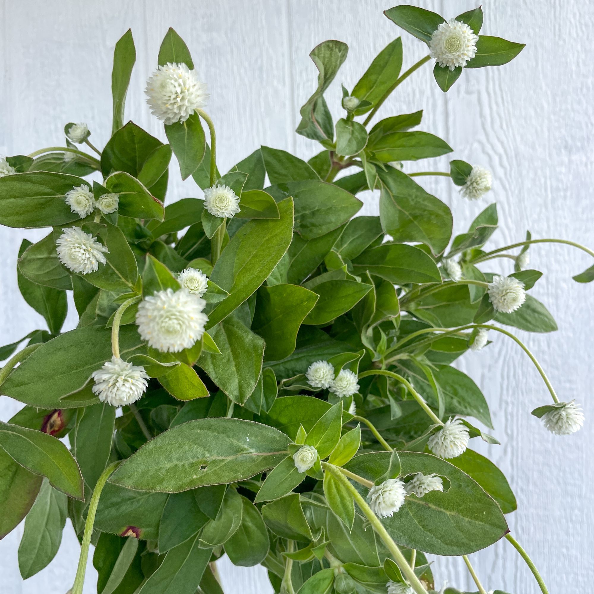 GOMPHRENA haageana QIS