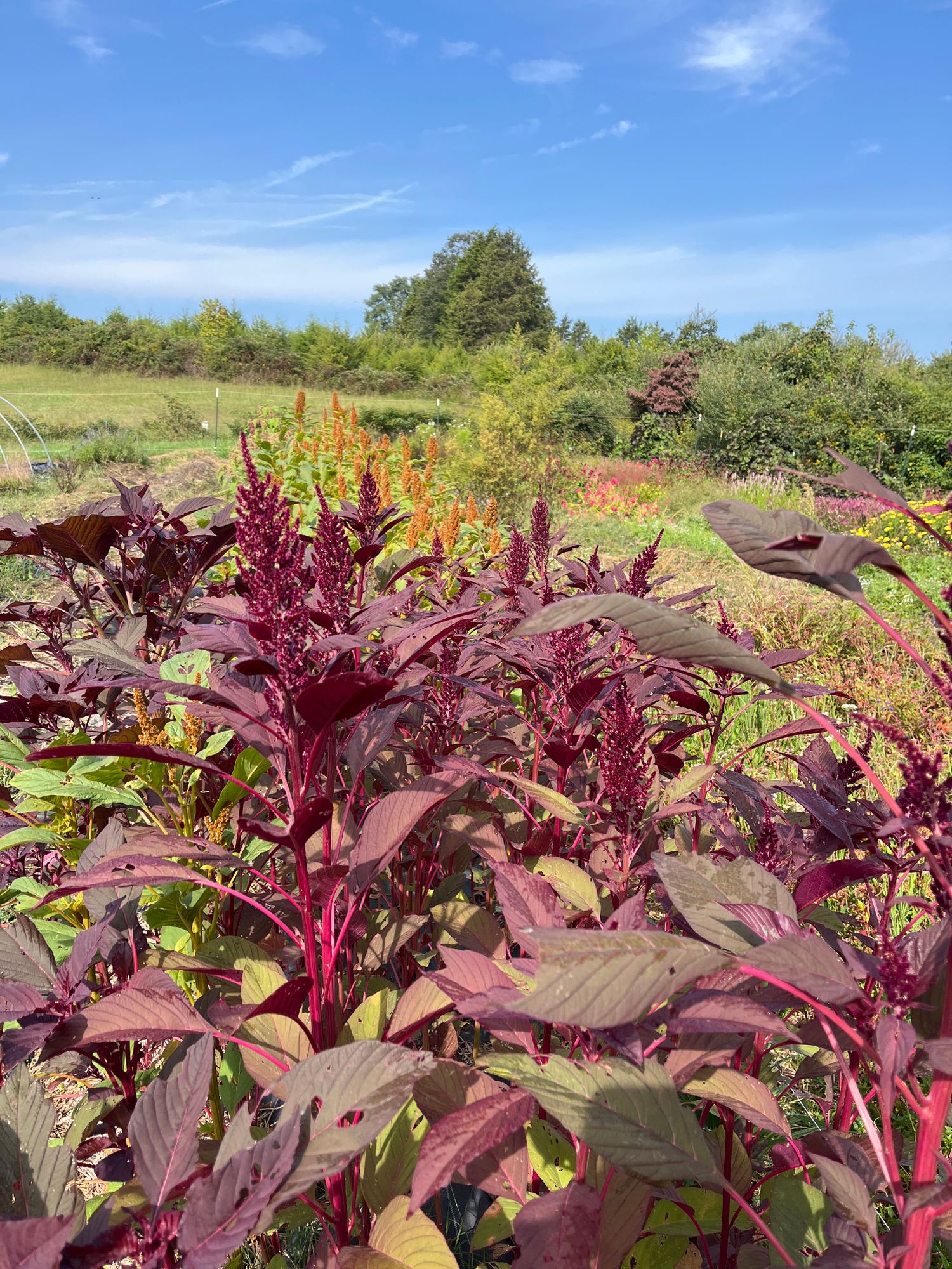 AMARANTHUS