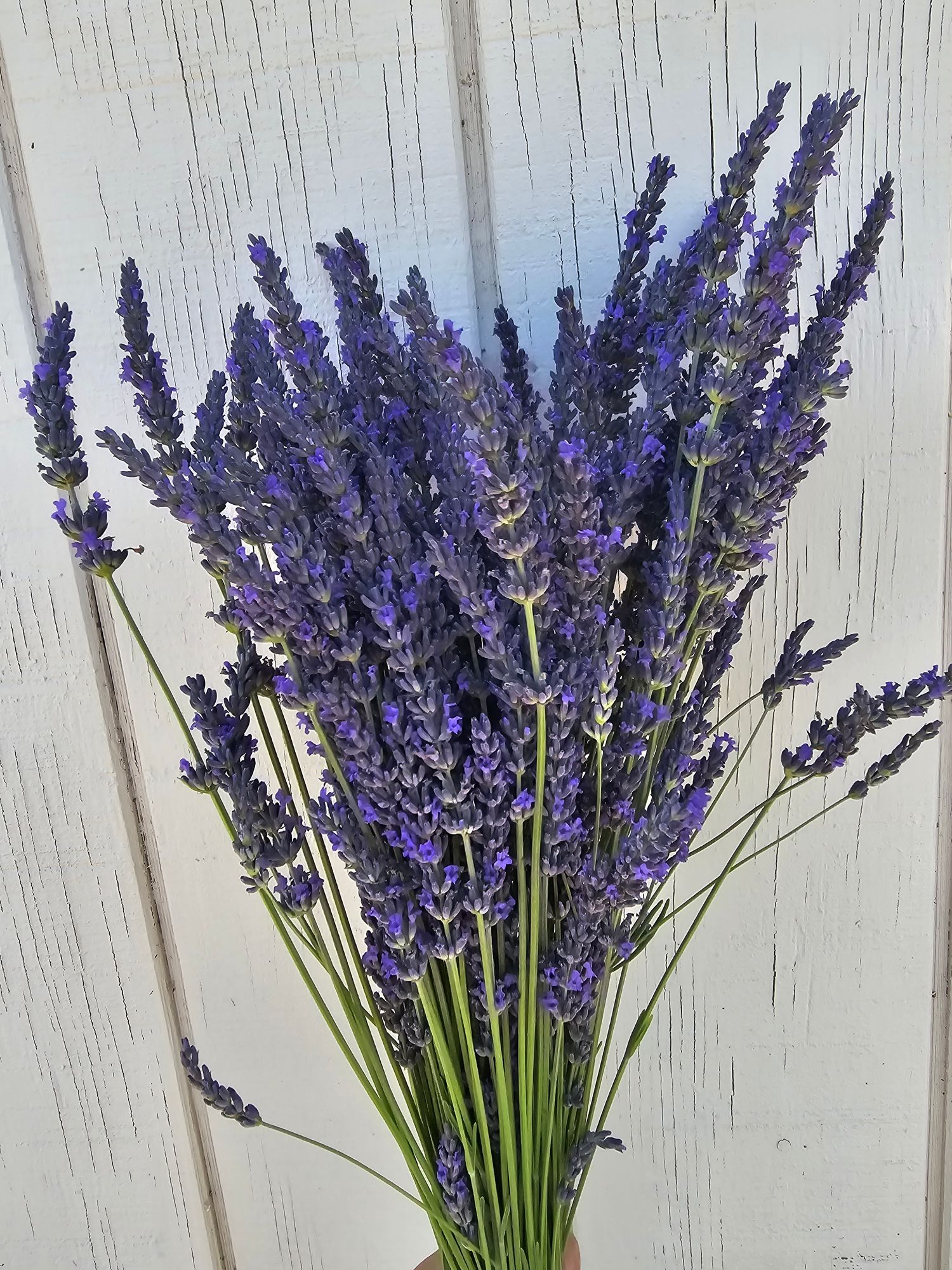 Lavandula x intermedia 'Phenomenal'