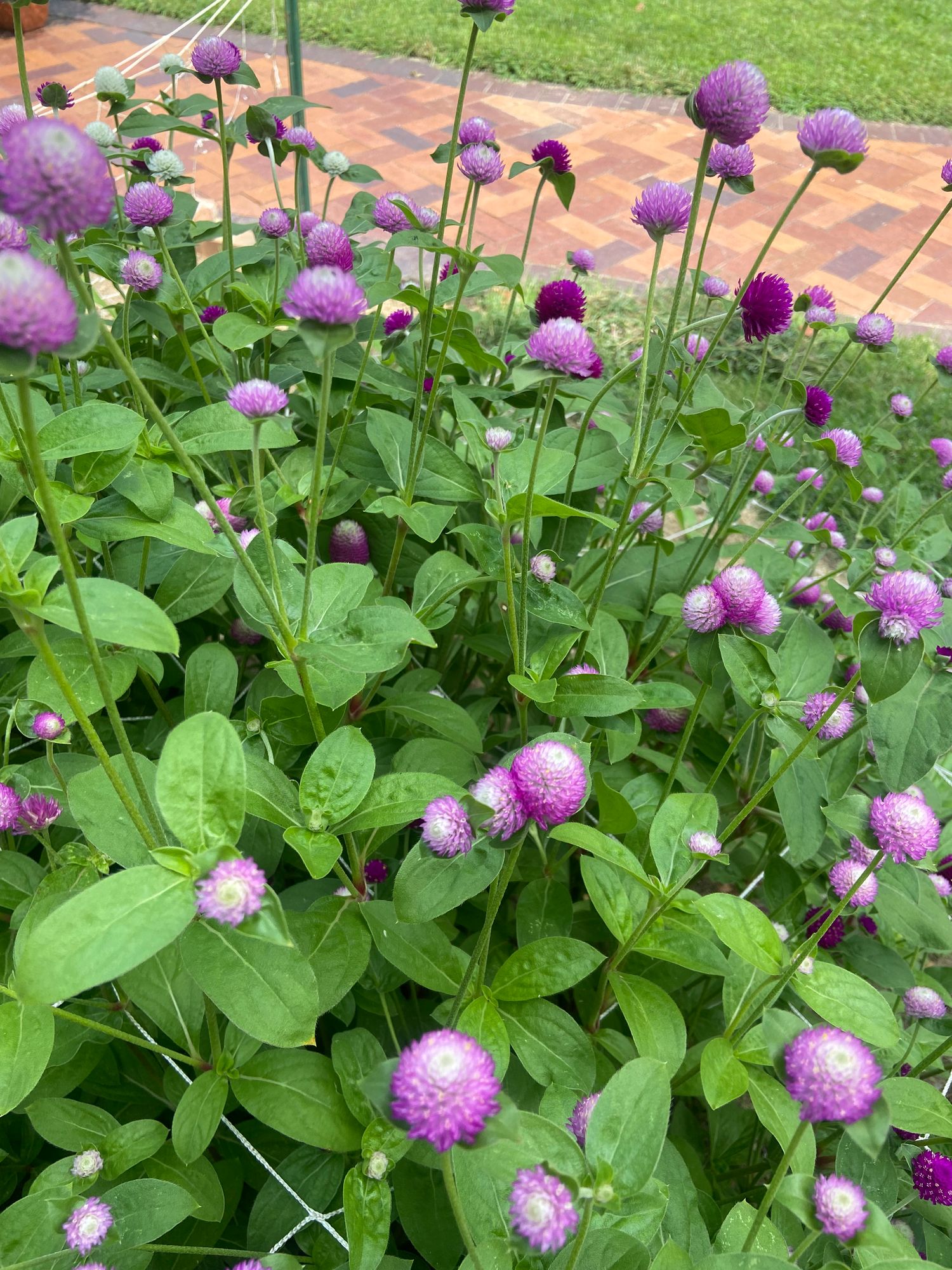 GOMPHRENA globosa Bicolor