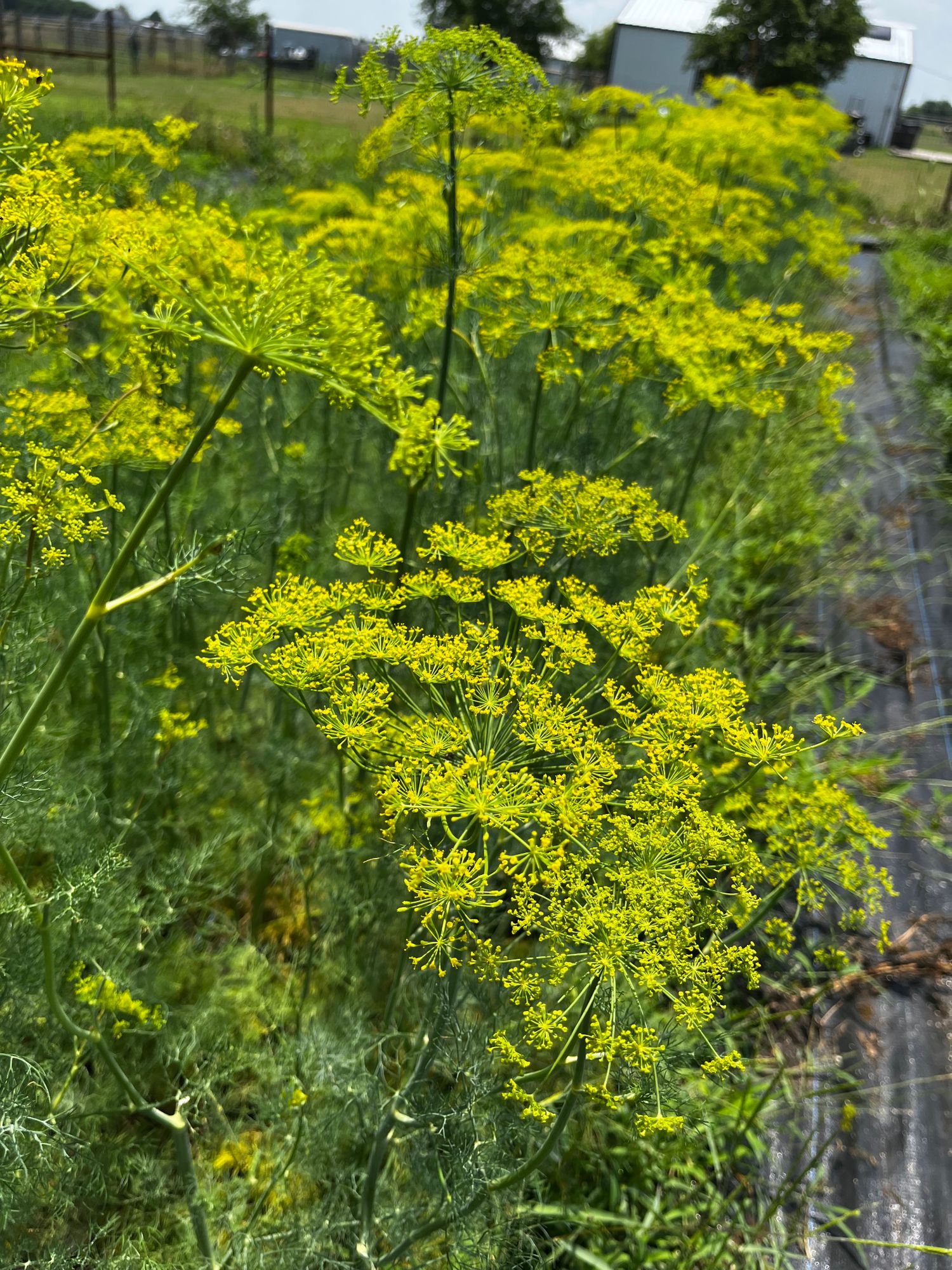 ANETHUM graveolens