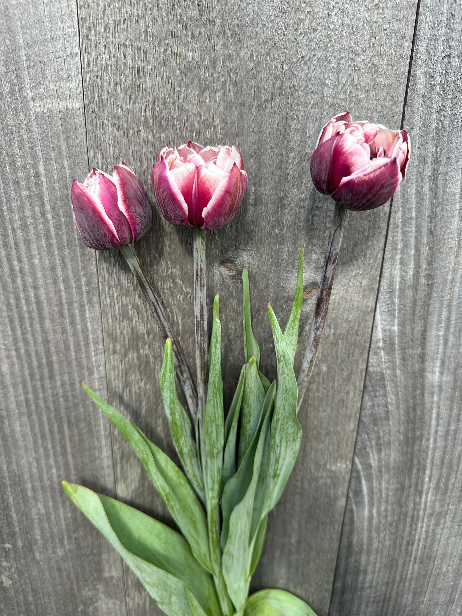 TULIPA Ocean Drive