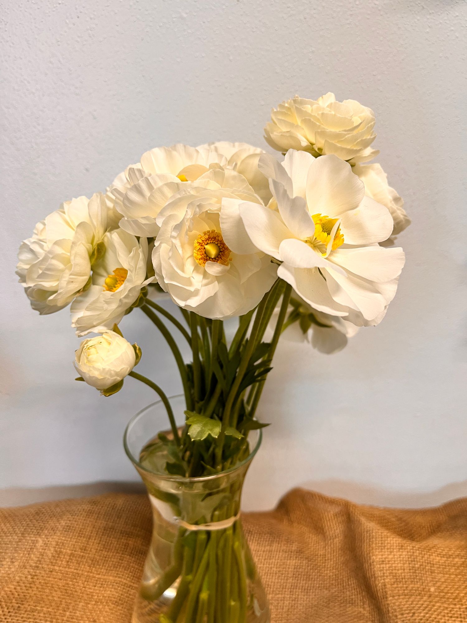 RANUNCULUS Amandine