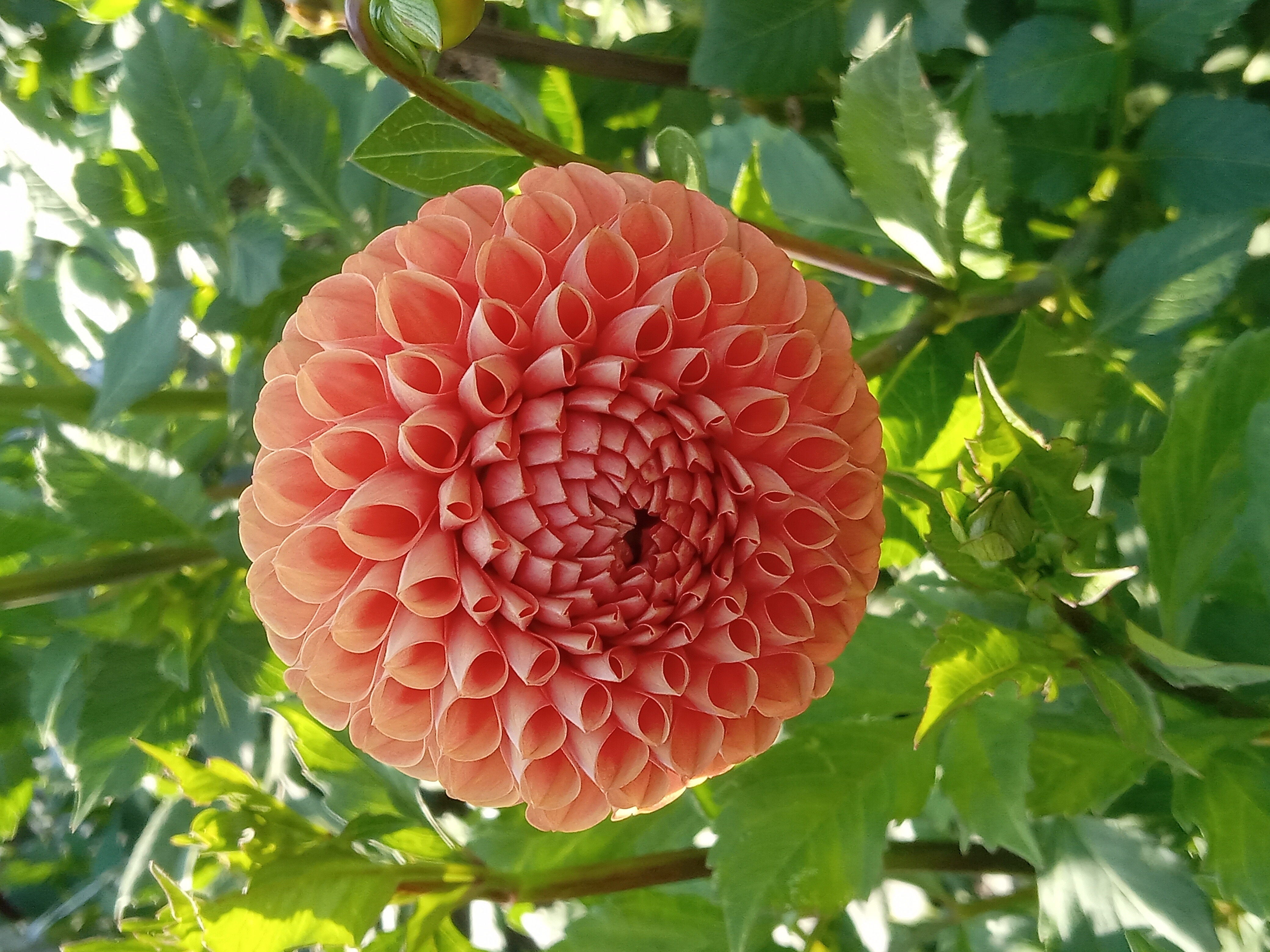 DAHLIA Cornel Bronze