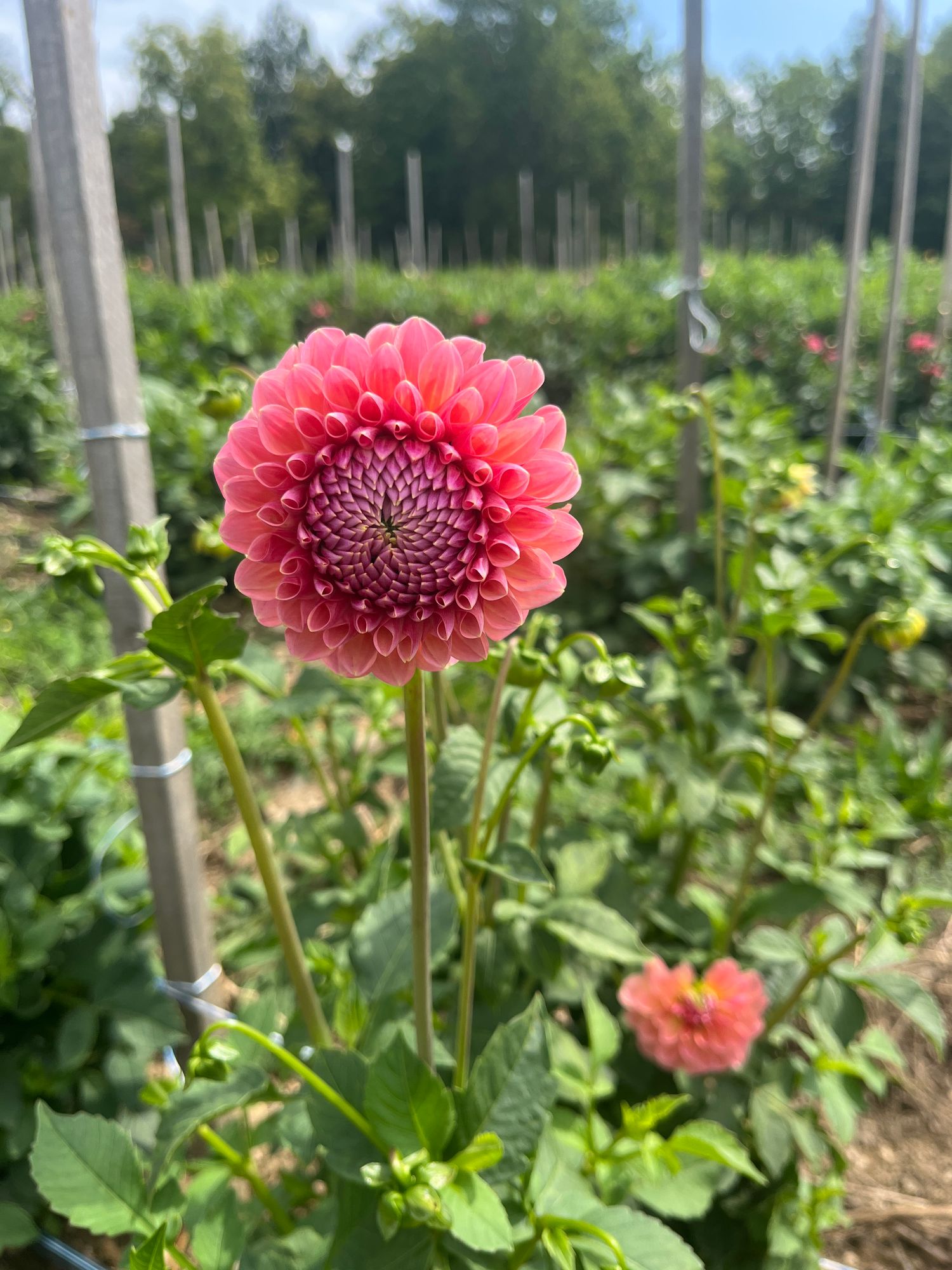 DAHLIA Lindas Baby