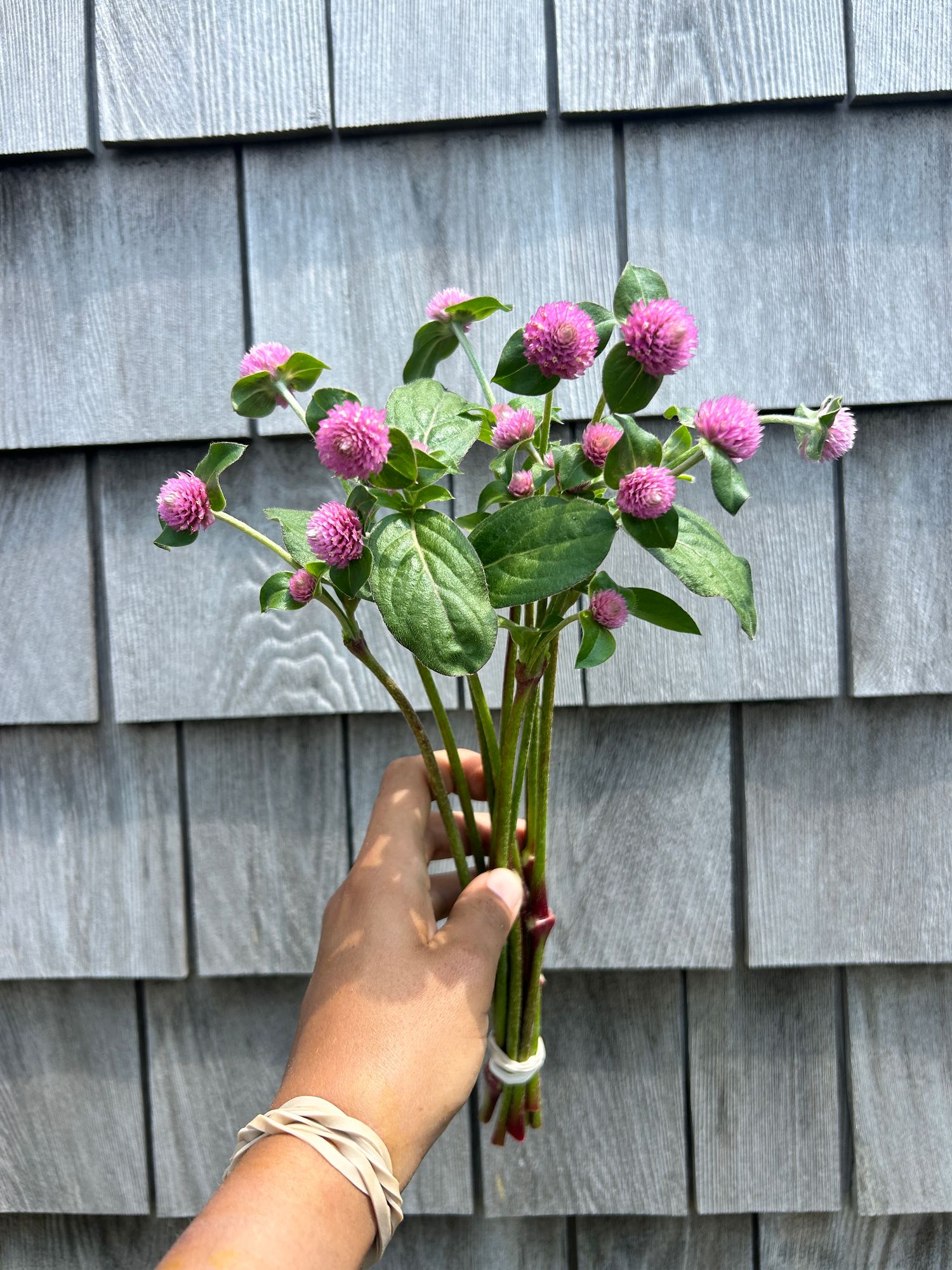 GOMPHRENA globosa Raspberry Cream