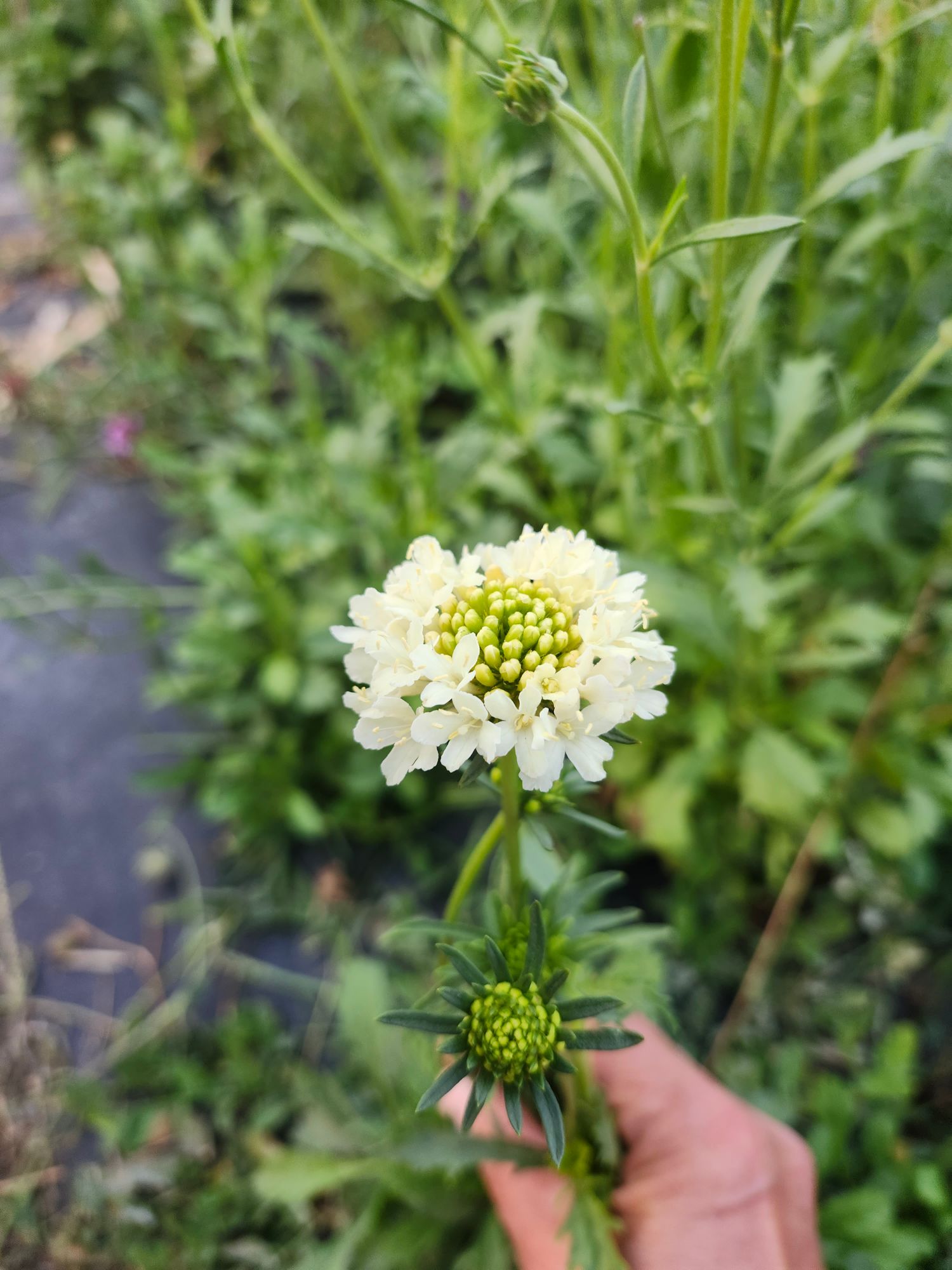 SCABIOSA atropurpurea x caucasica Scoop Banana