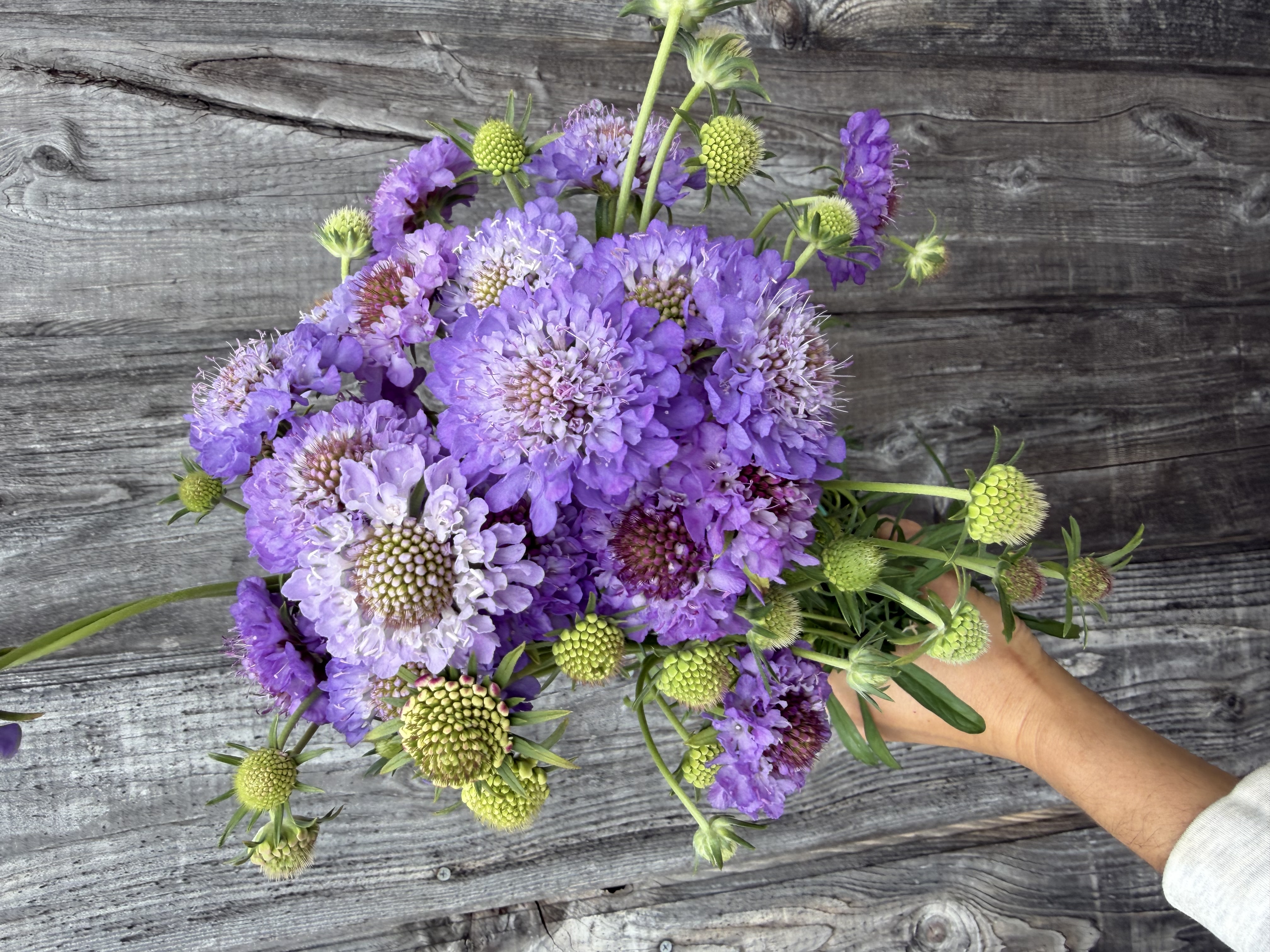 SCABIOSA atropurpurea Oxford Blue