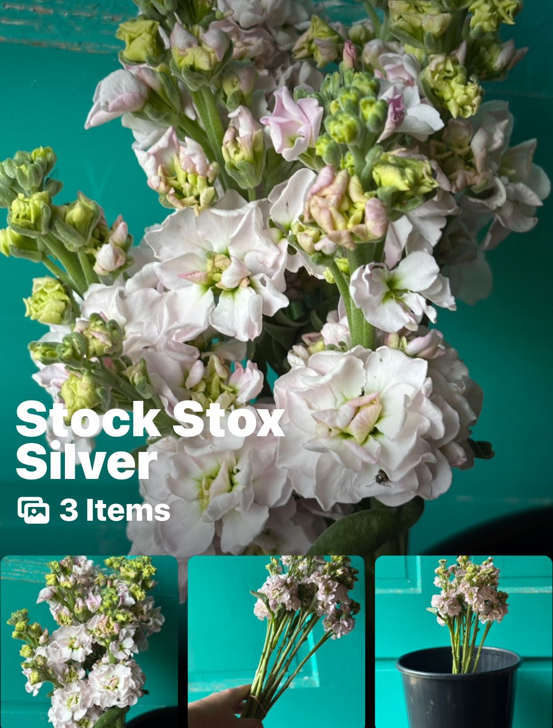 MATTHIOLA incana StoX Silver
