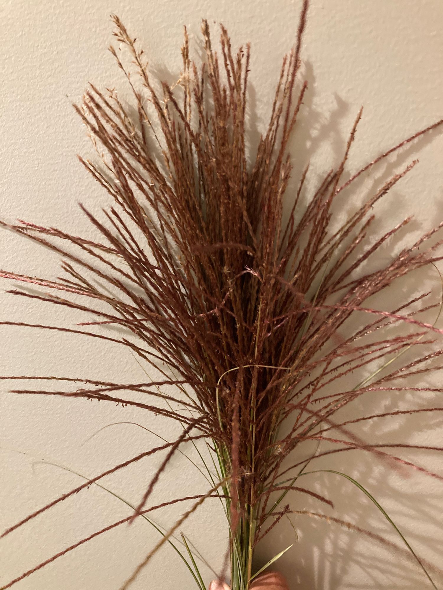 ORNAMENTAL GRASS