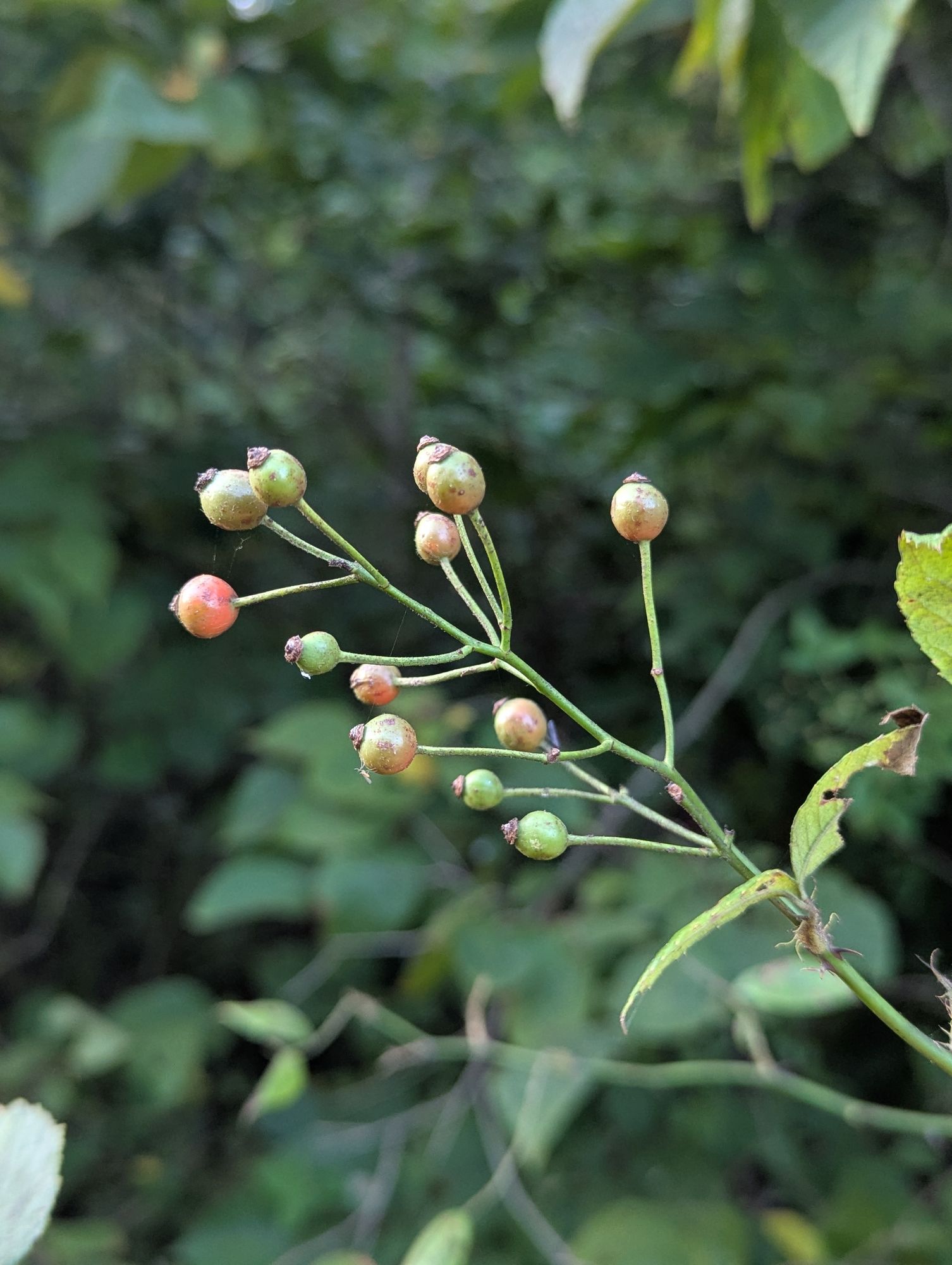 ROSA multiflora