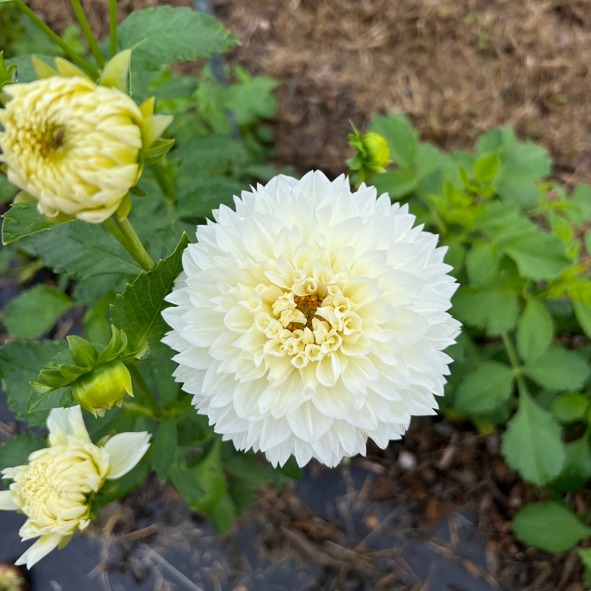DAHLIA Gitts Attention