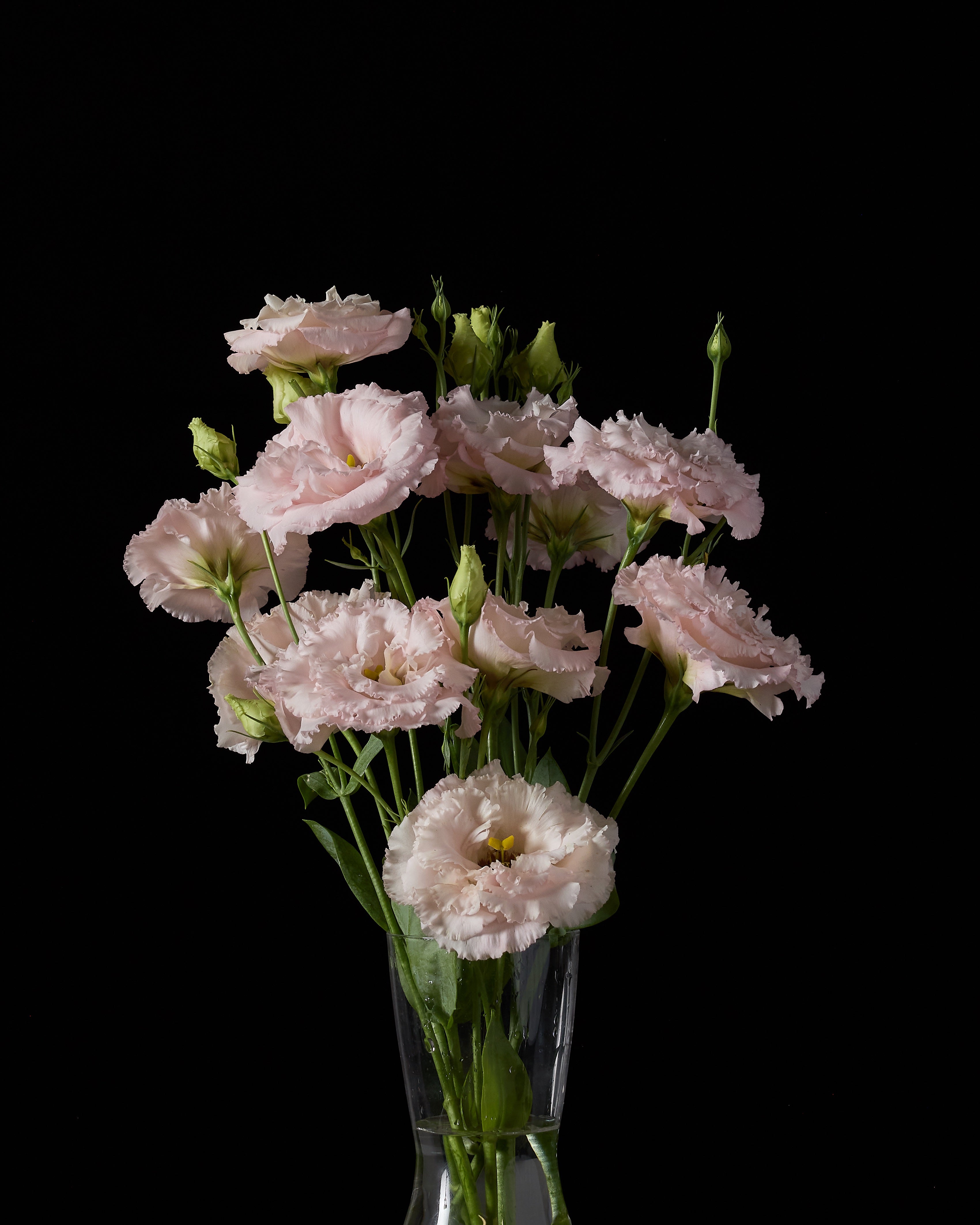 EUSTOMA grandiflorum Celeb Queen