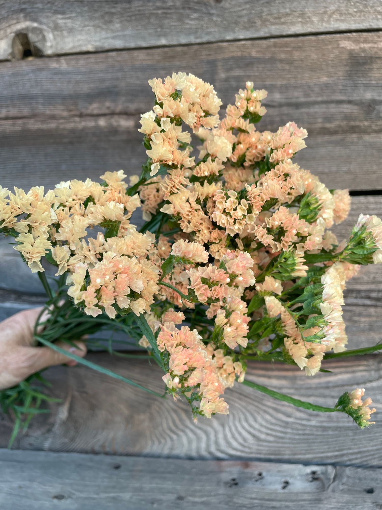 LIMONIUM sinuatum