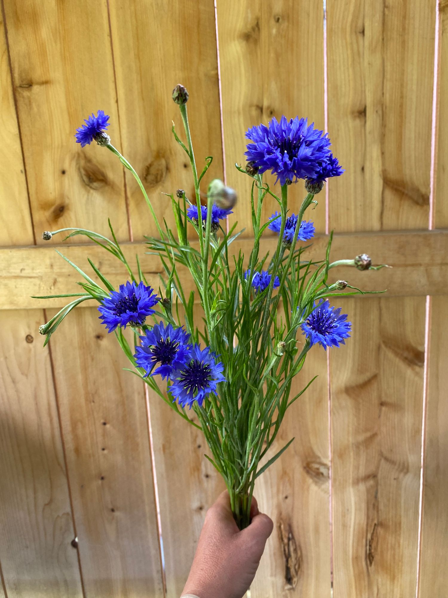 CENTAUREA cyanus Boy Blue