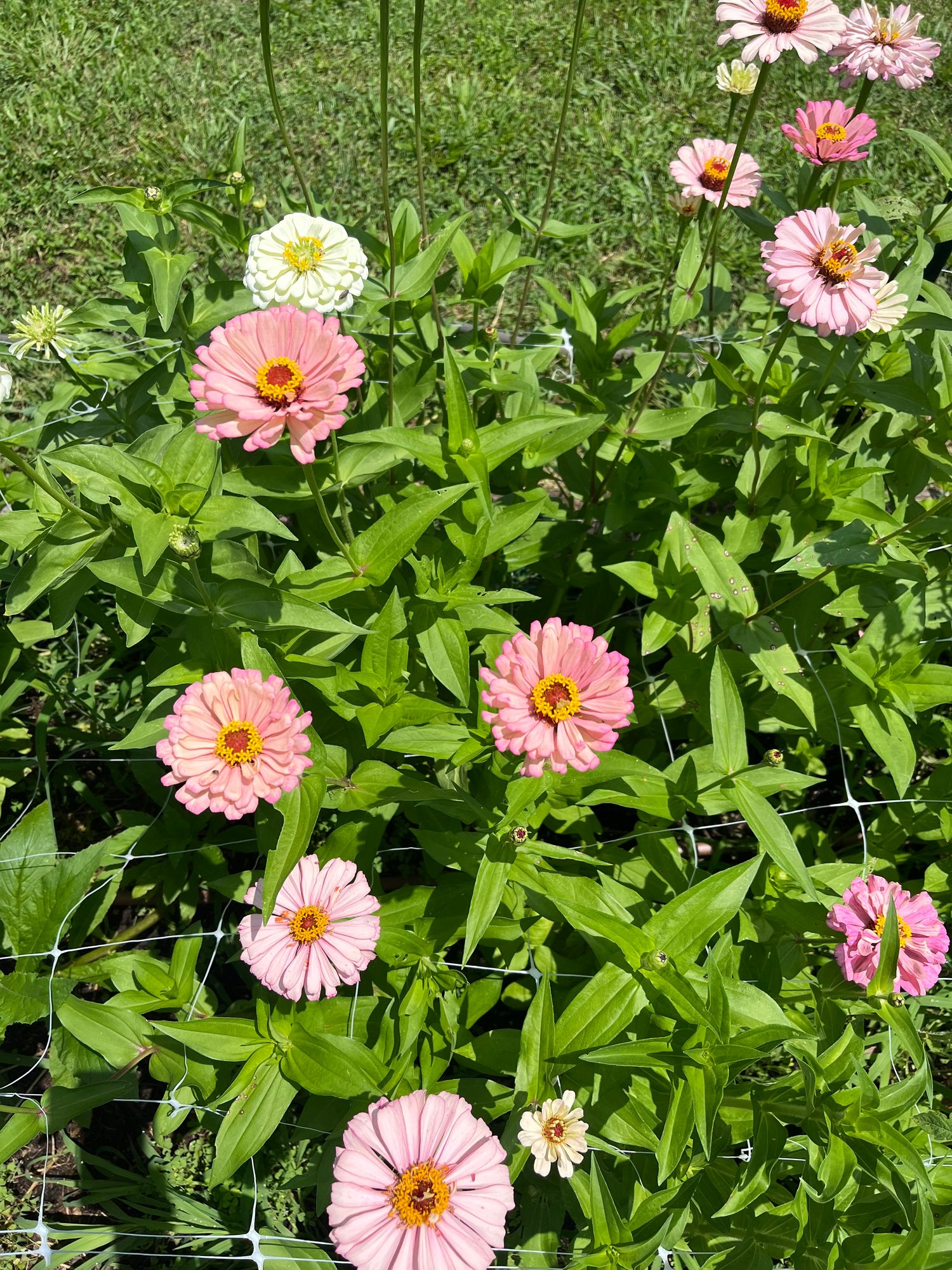 ZINNIA elegans Dawn Creek Blush