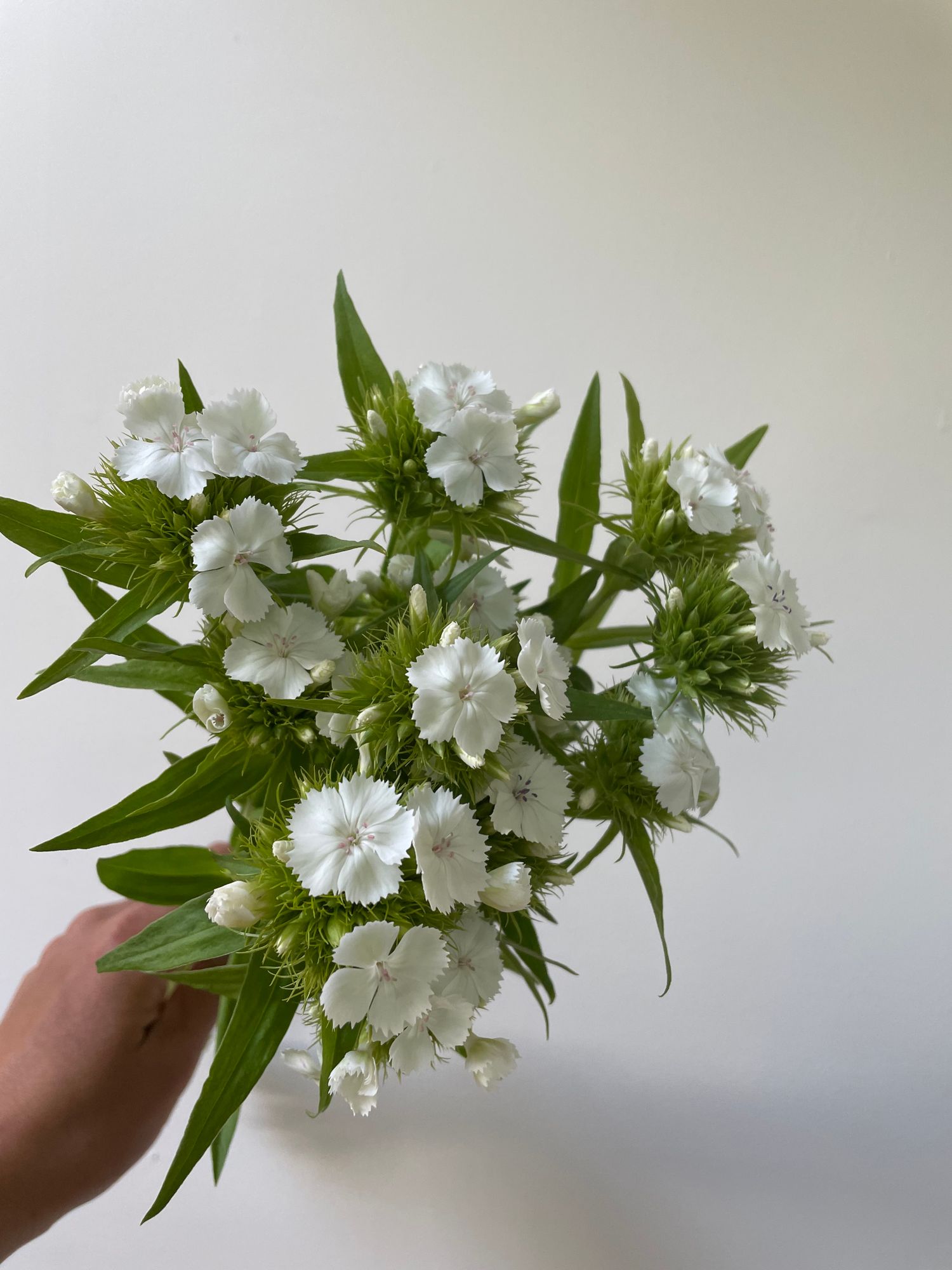 DIANTHUS barbatus Etournelle