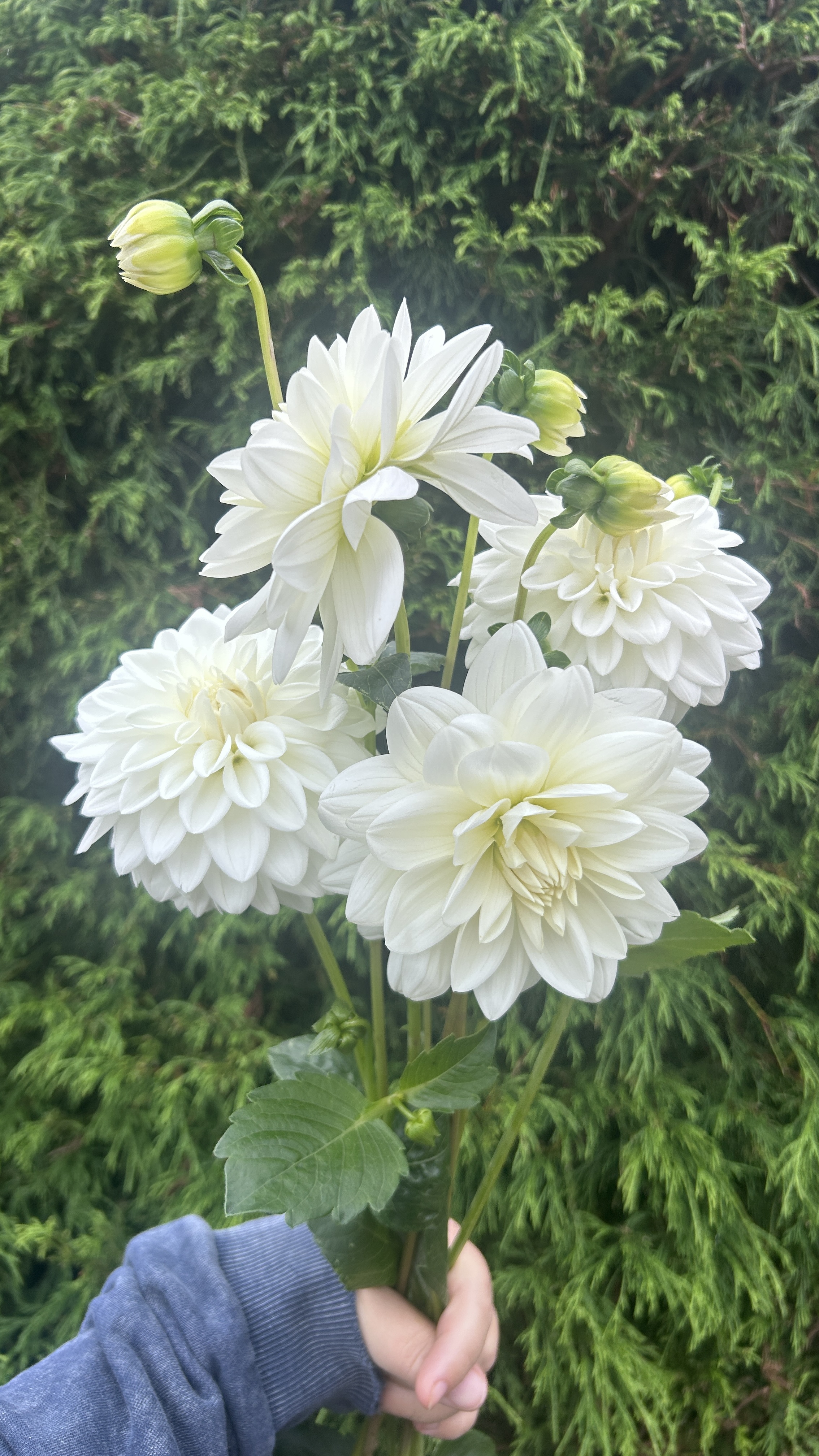DAHLIA Decorative