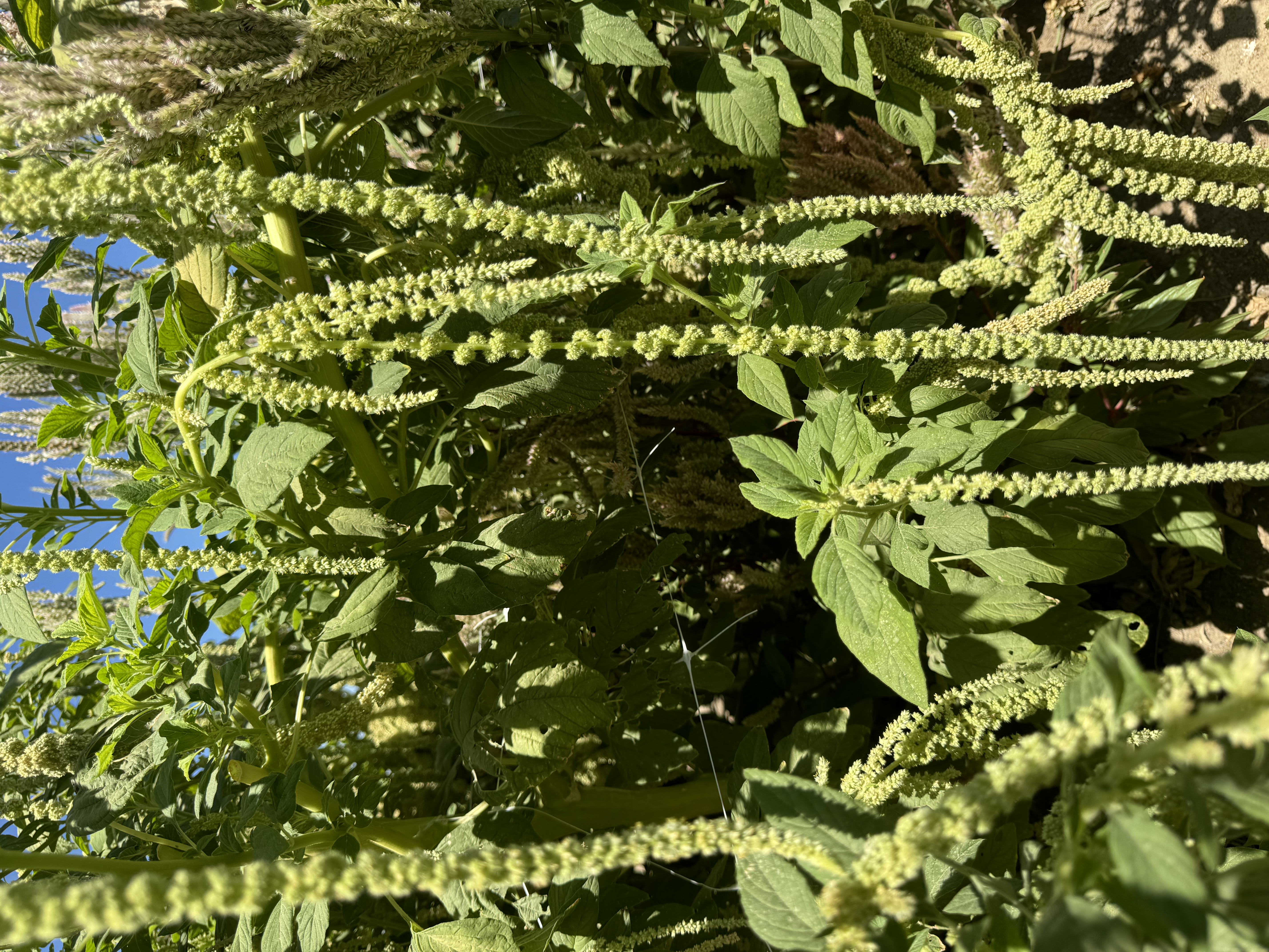 AMARANTHUS caudatus Emerald Tassles