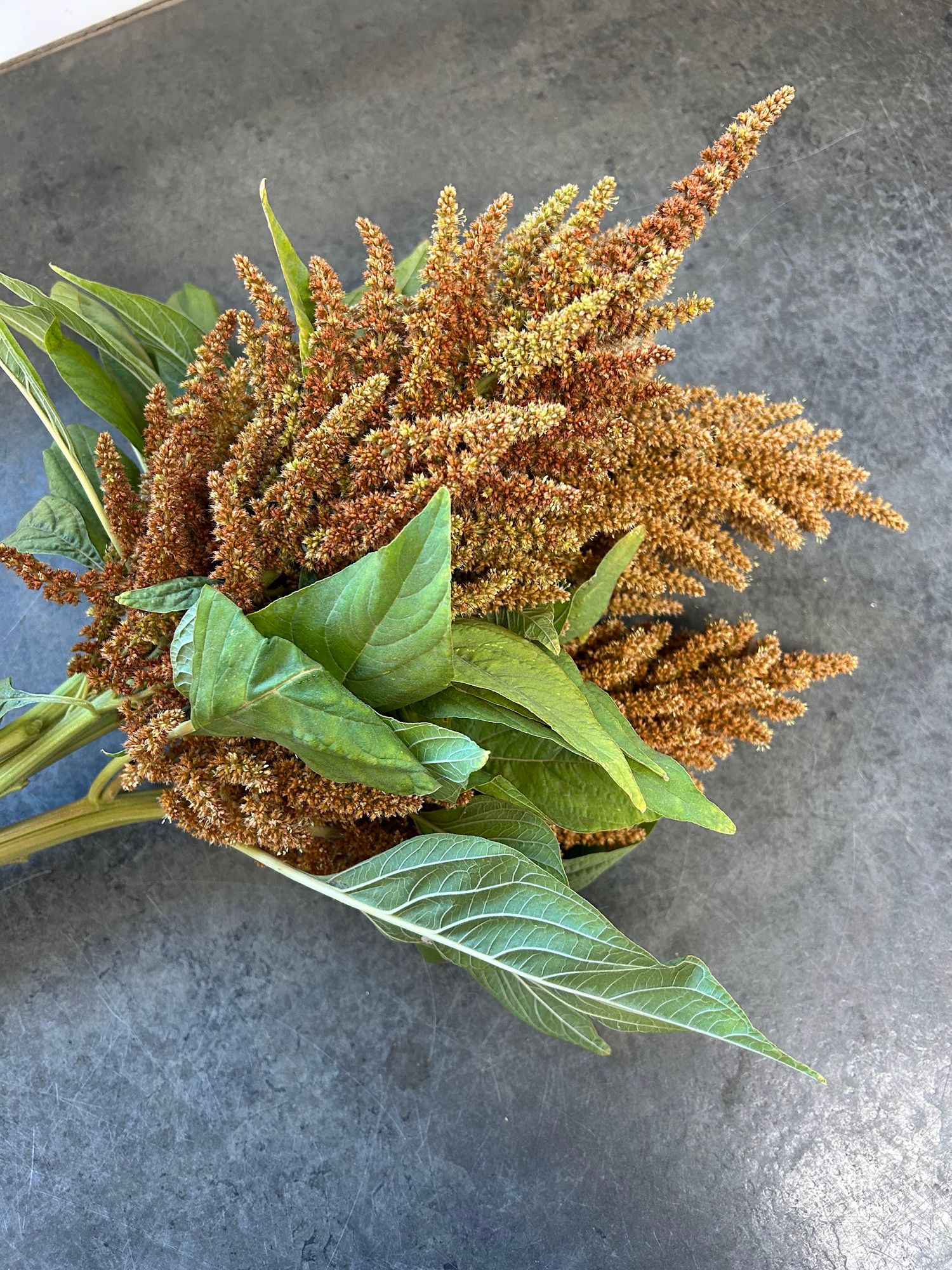 AMARANTHUS cruentus Hot Biscuits