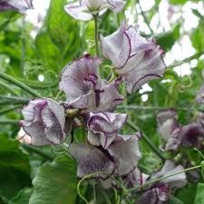 LATHYRUS odoratus Nimbus