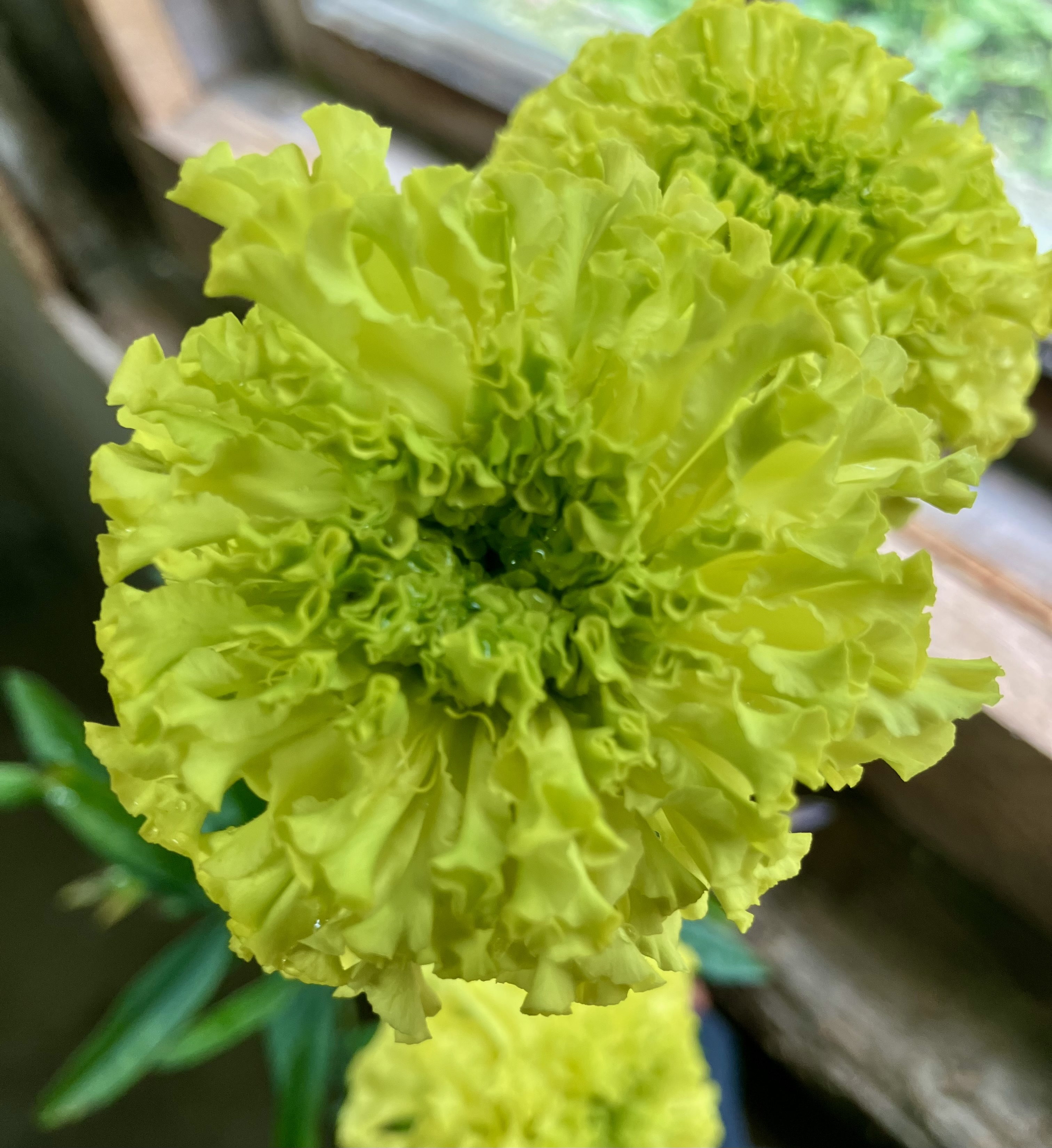 TAGETES erecta Nosento Limegreen