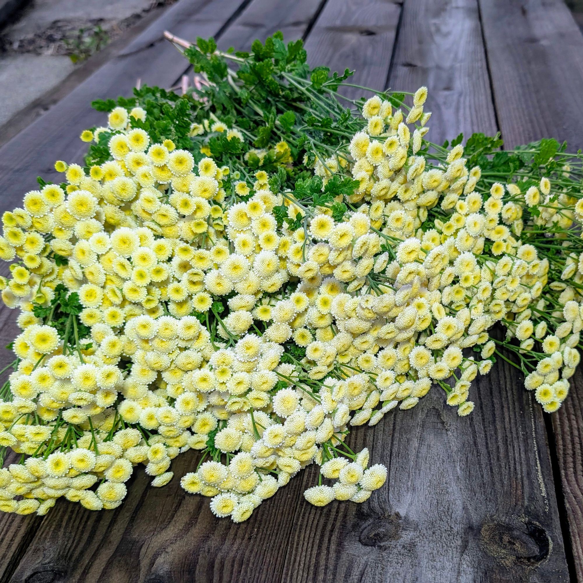 TANACETUM parthenium Magic Lime Green