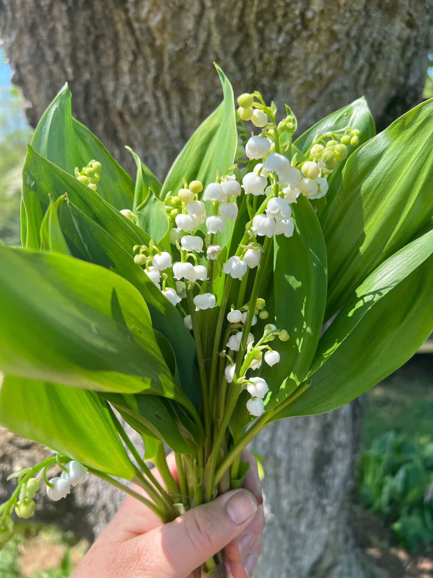 CONVALLARIA