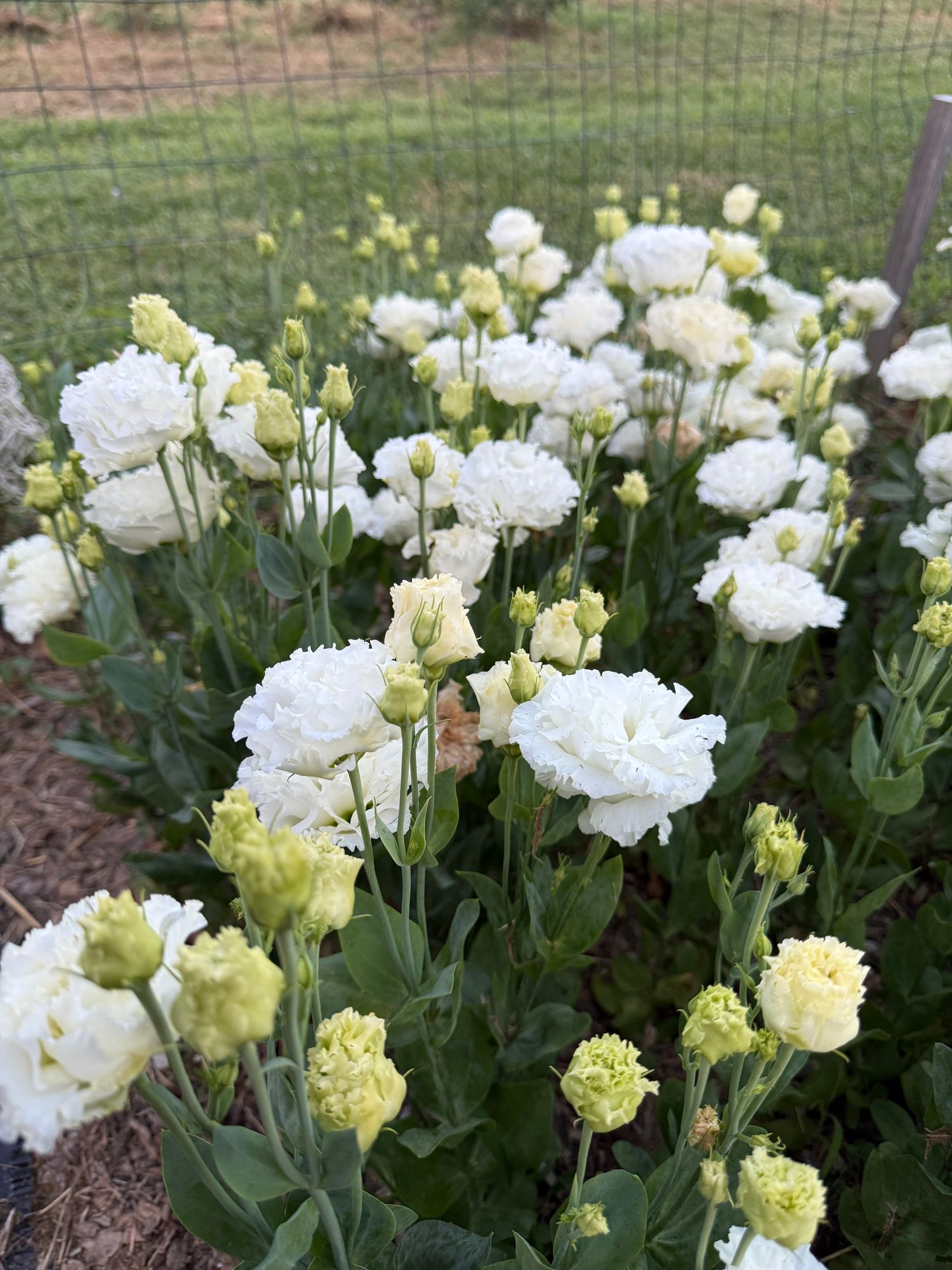 EUSTOMA grandiflorum Solo Pure White