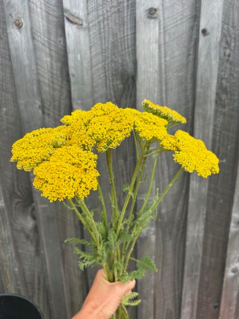 ACHILLEA filipendulina Cloth of Gold
