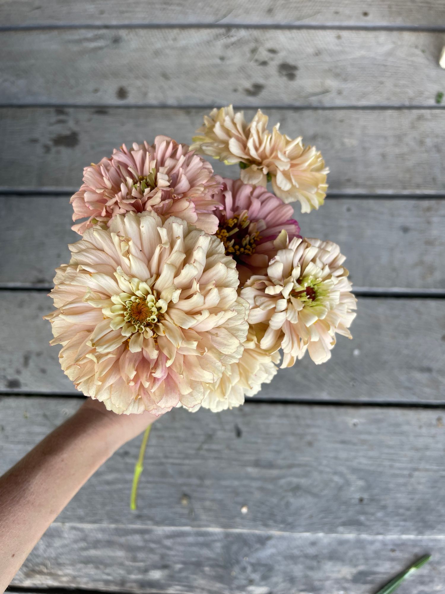 ZINNIA elegans Ballerina