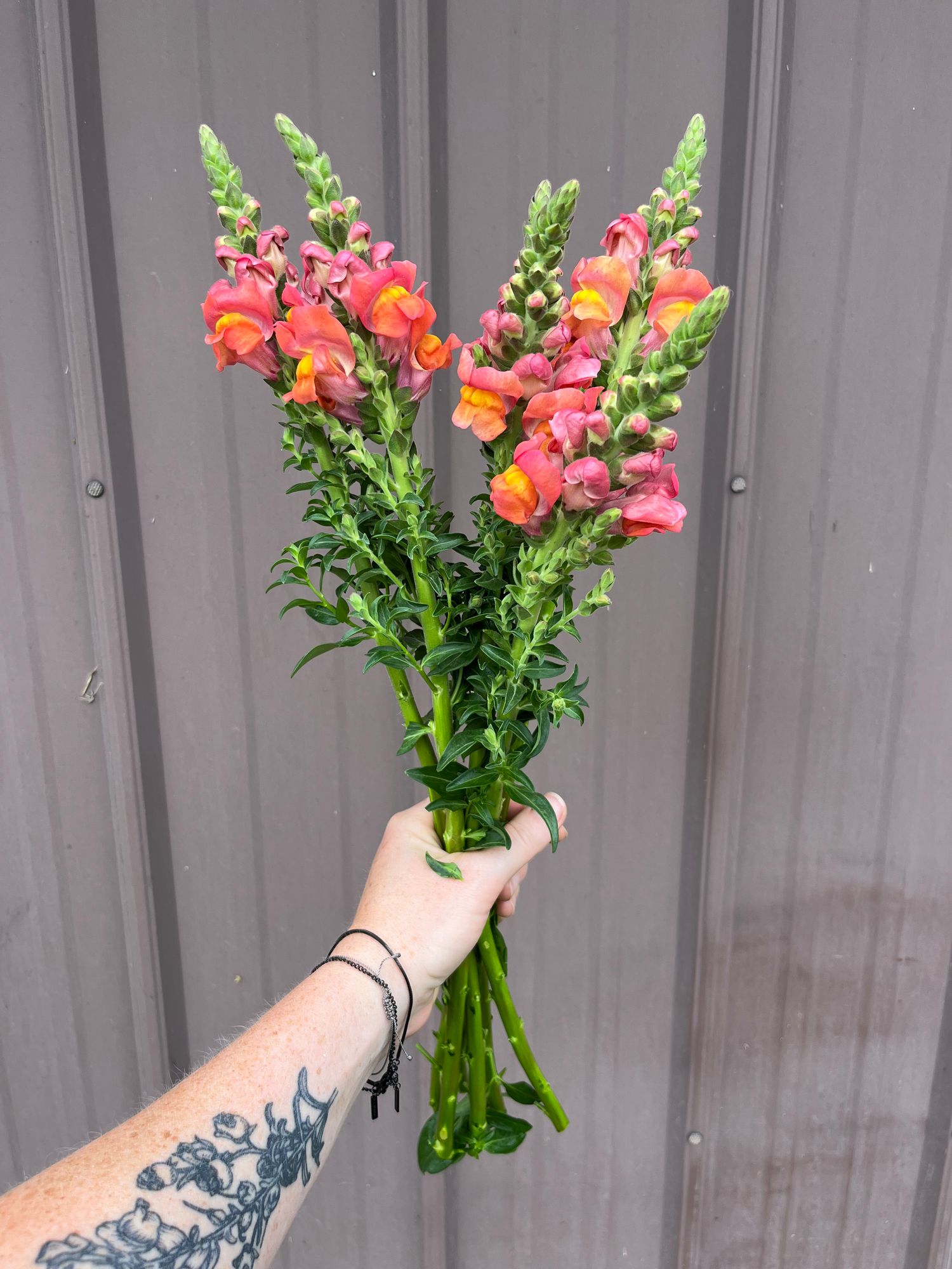ANTIRRHINUM majus Potomac Dark Orange