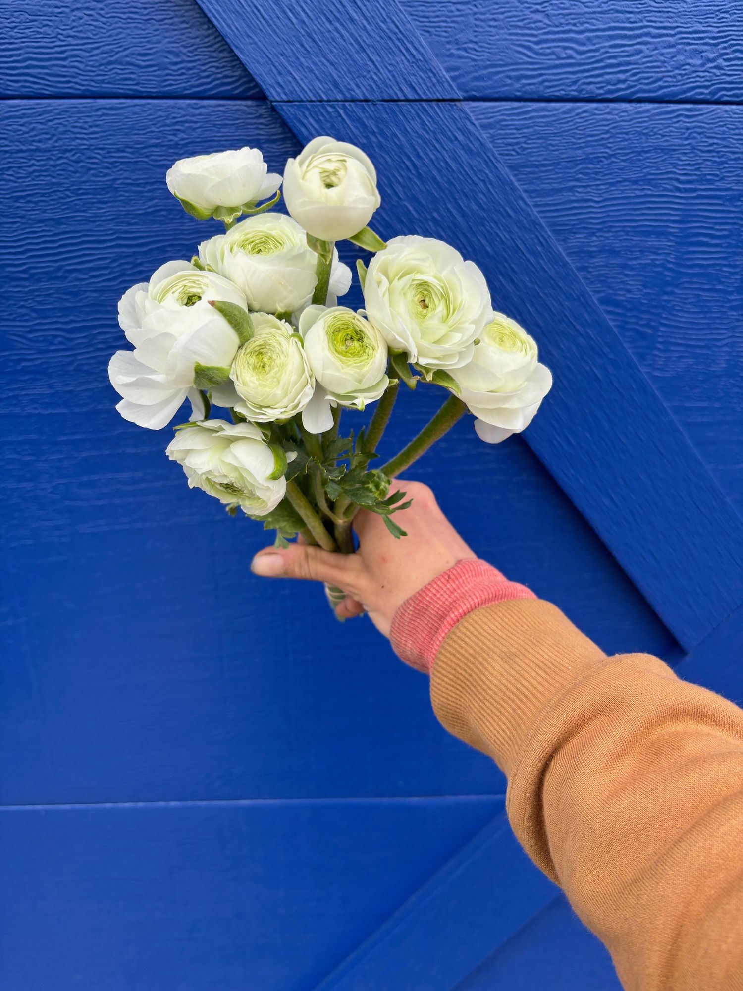RANUNCULUS Elegance Bianco