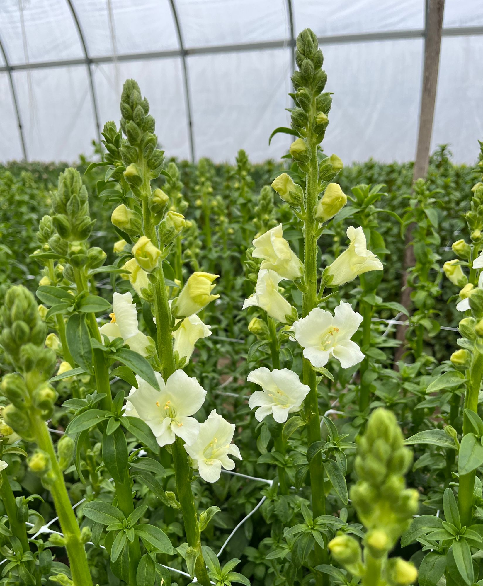 ANTIRRHINUM majus Chantilly