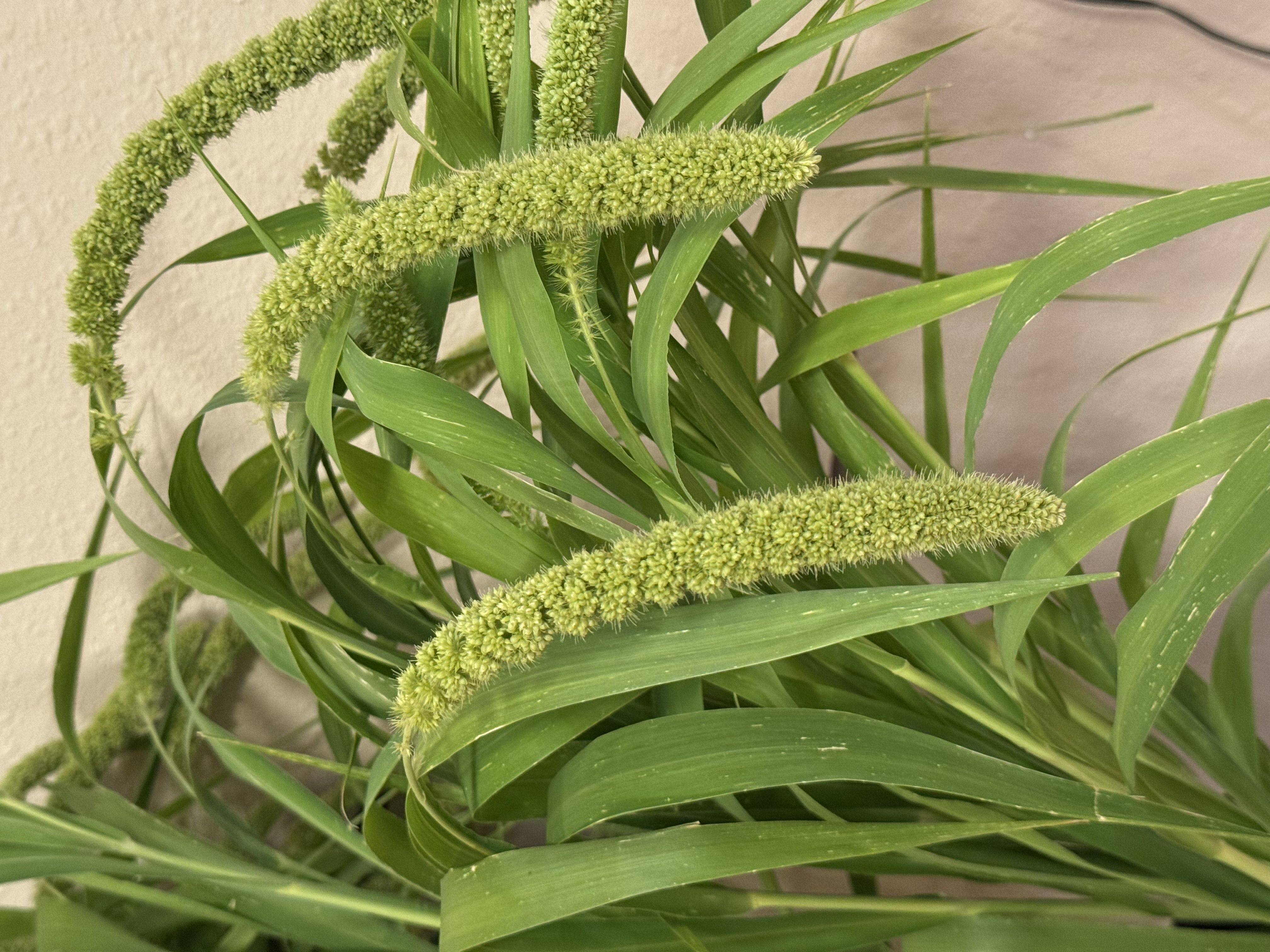SETARIA italica Lime Light Spray Millet