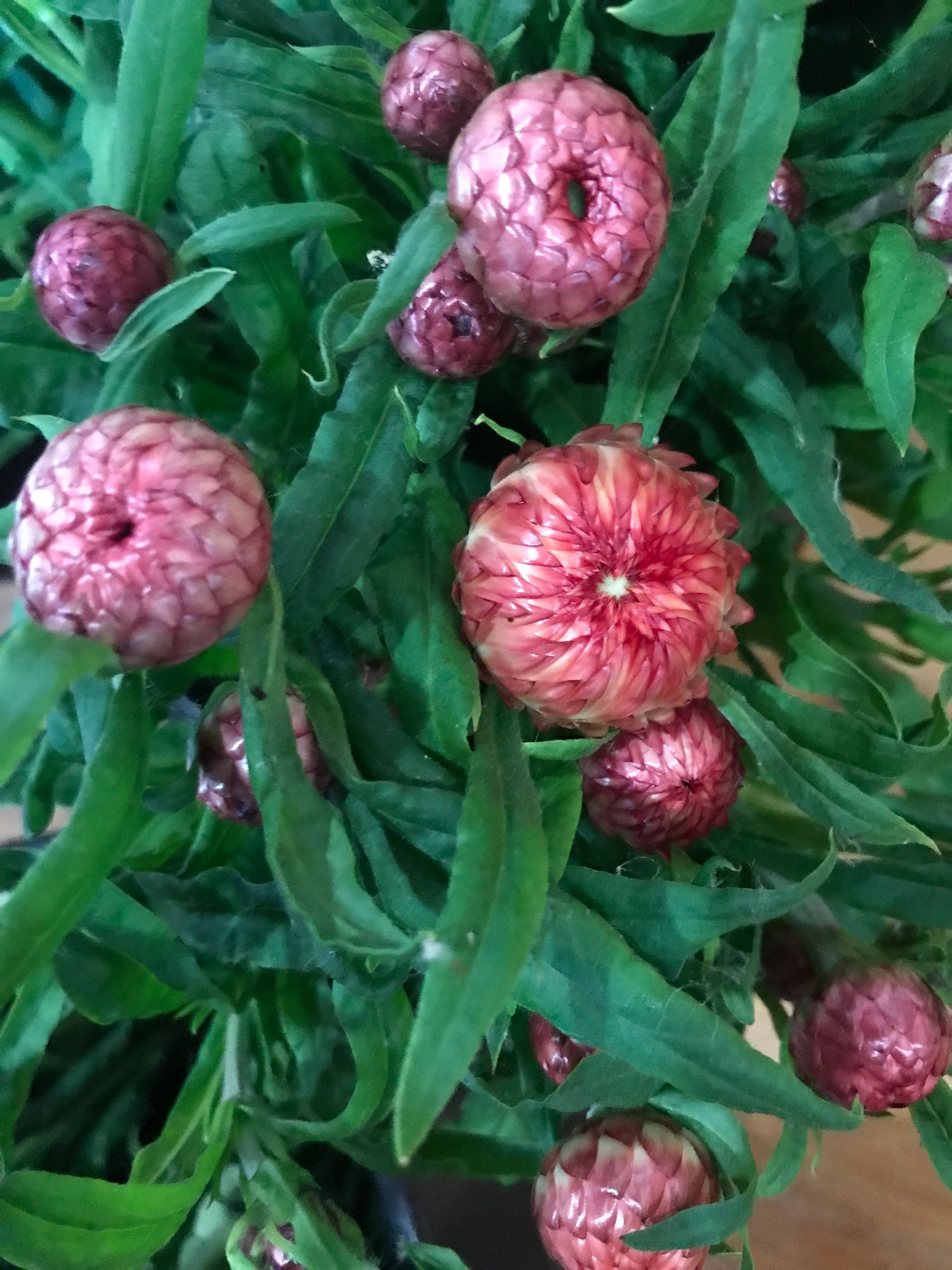 HELICHRYSUM italicum