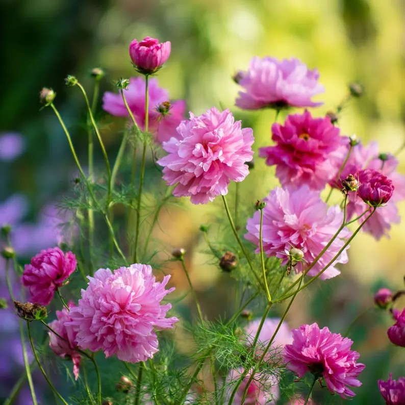 COSMOS bipinnatus Double Click