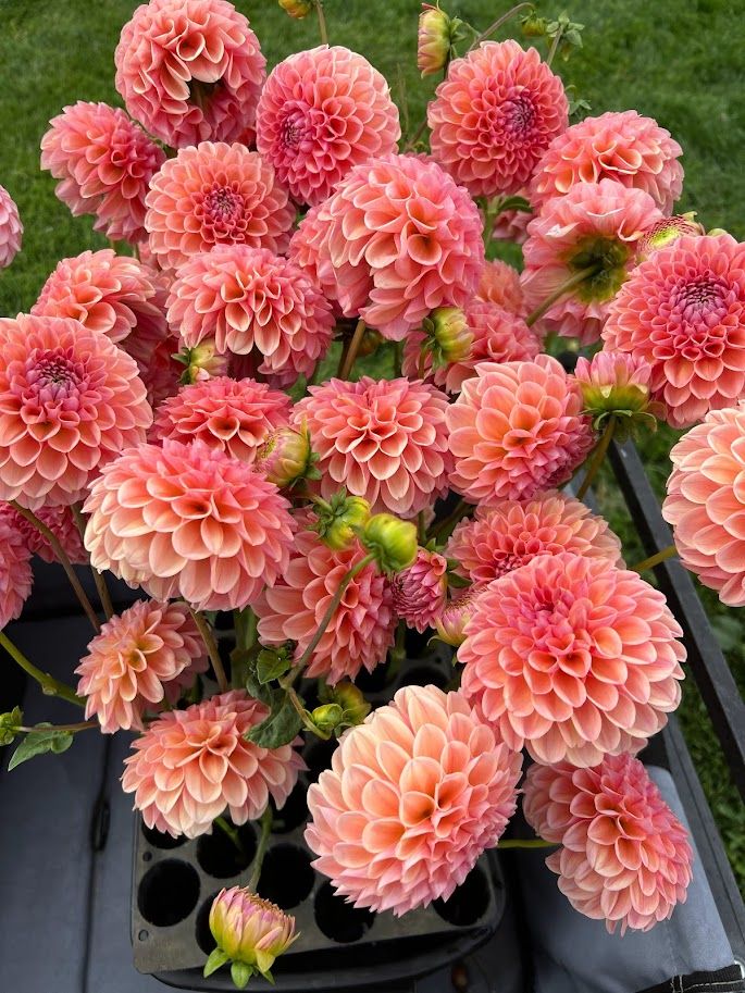 DAHLIA Lindas Baby